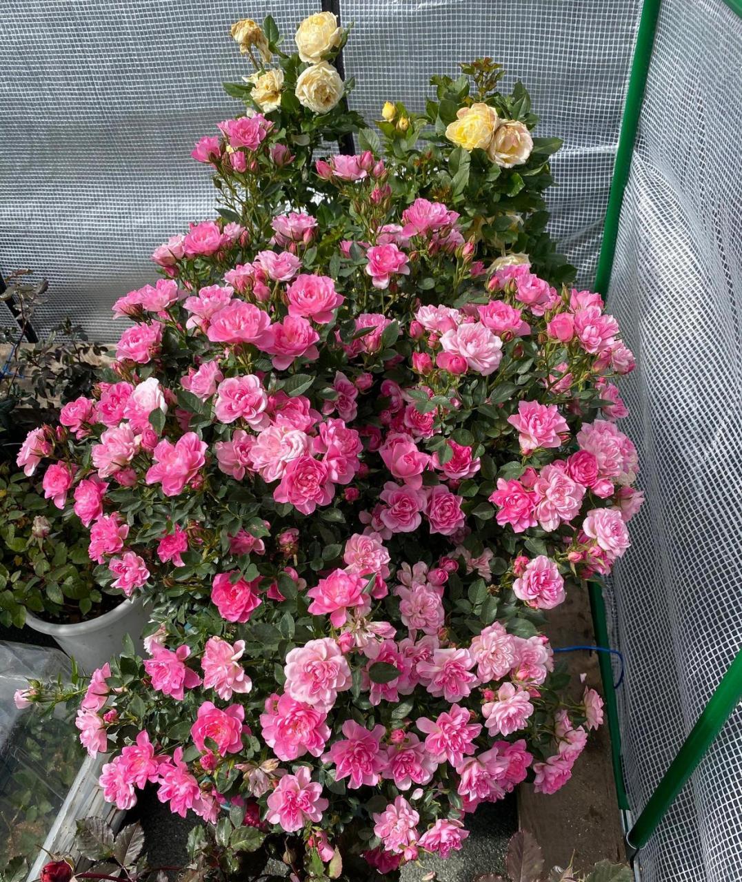 有种小型月季花,名叫"繁星天荷",高只有40多厘米,全身无刺,分枝多,像