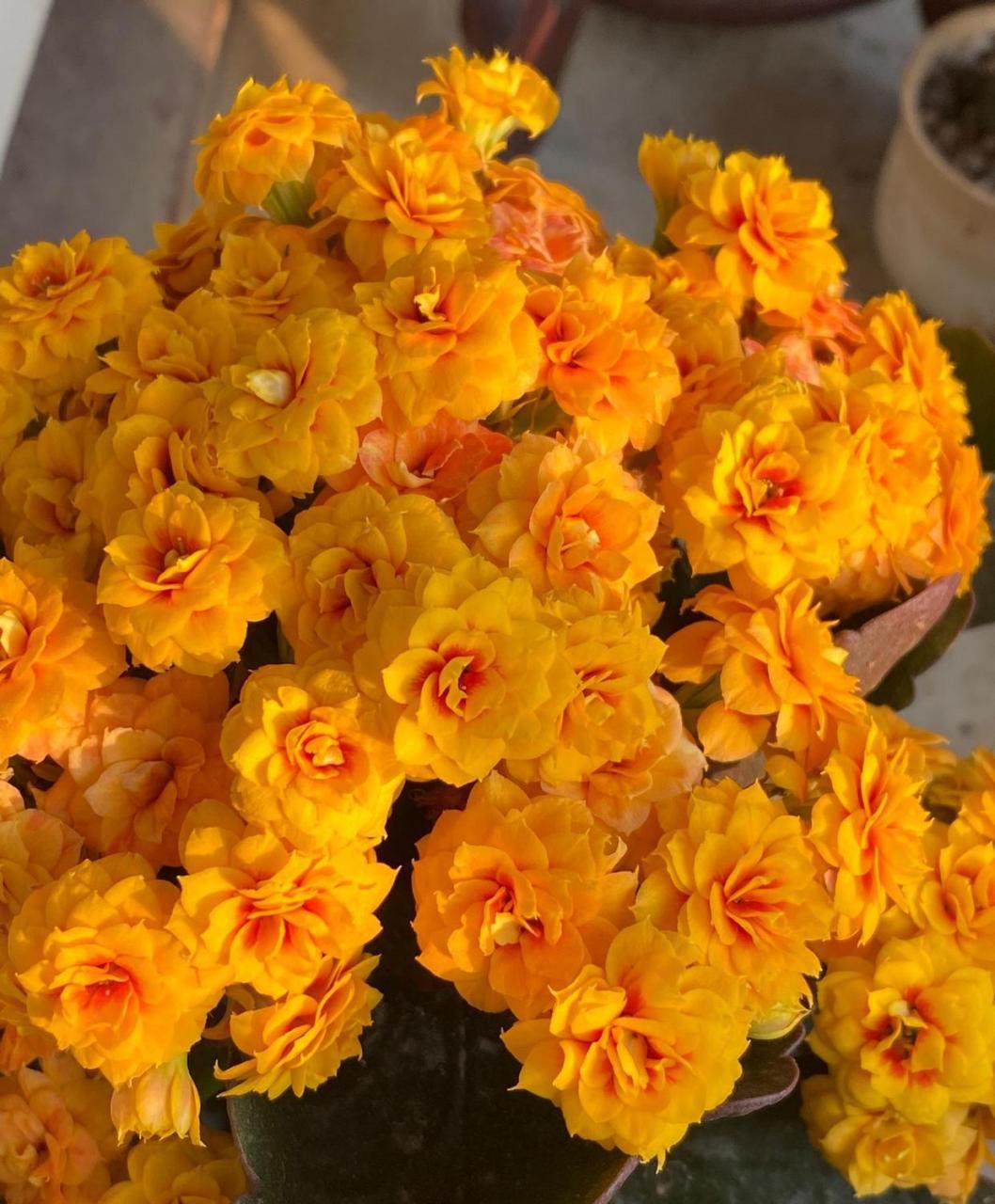 那就养盆长寿花"宝玉"吧,花型圆润饱满,状如牡丹,花色金黄,闪亮亮