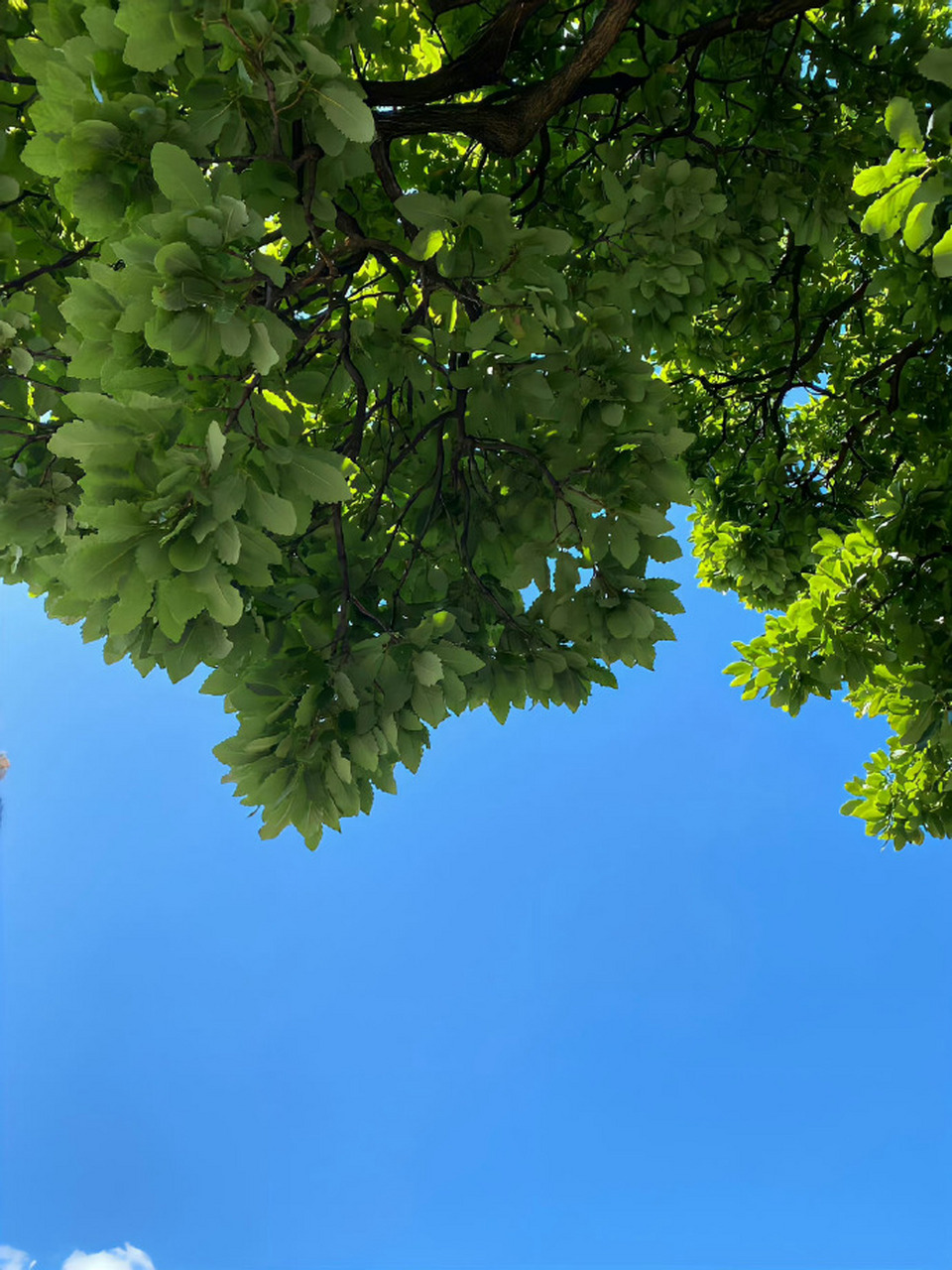 春天的景色唯美纯白,意境美好