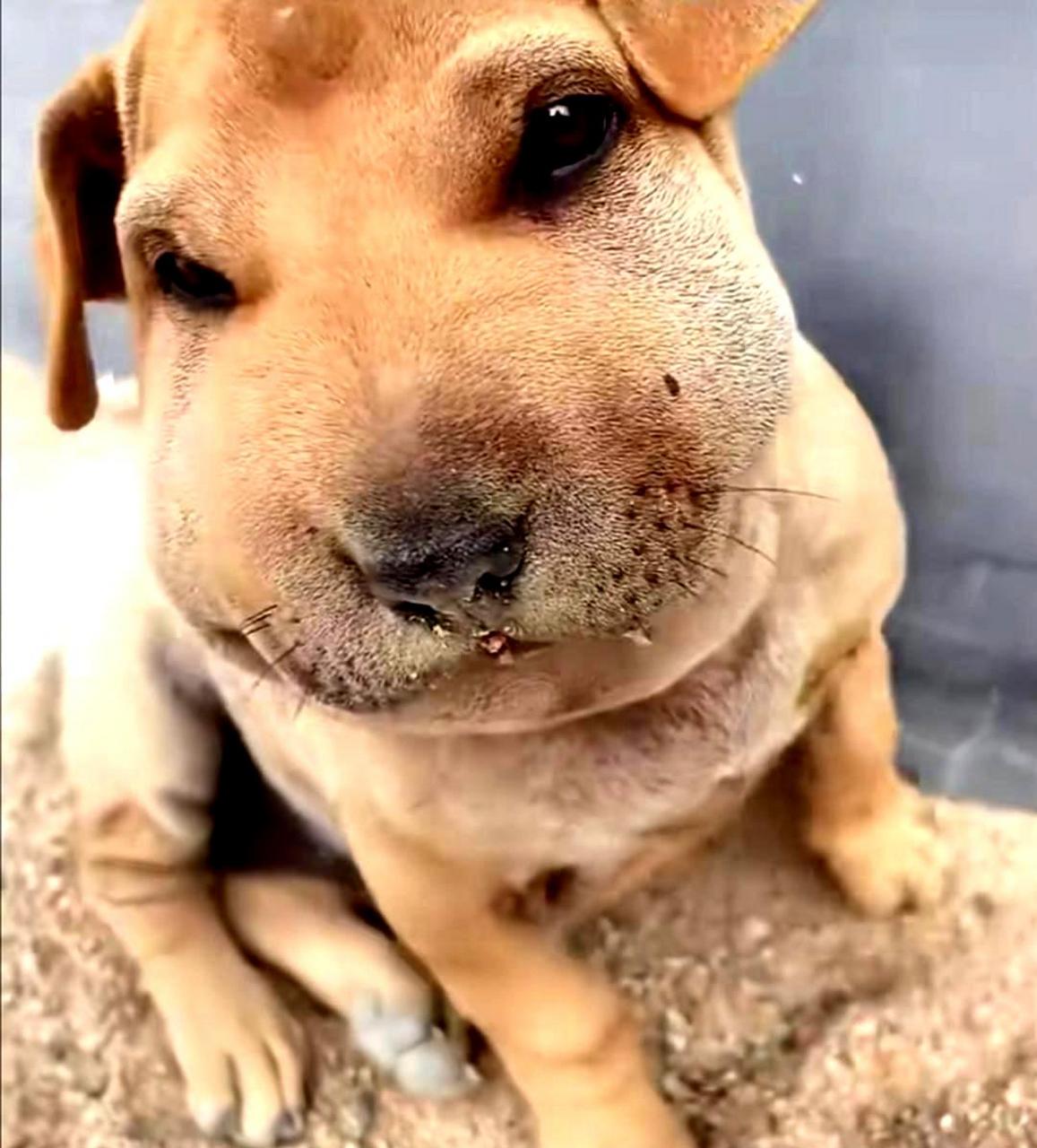 狗子不幸被蜜蜂叮咬,令人心疼.