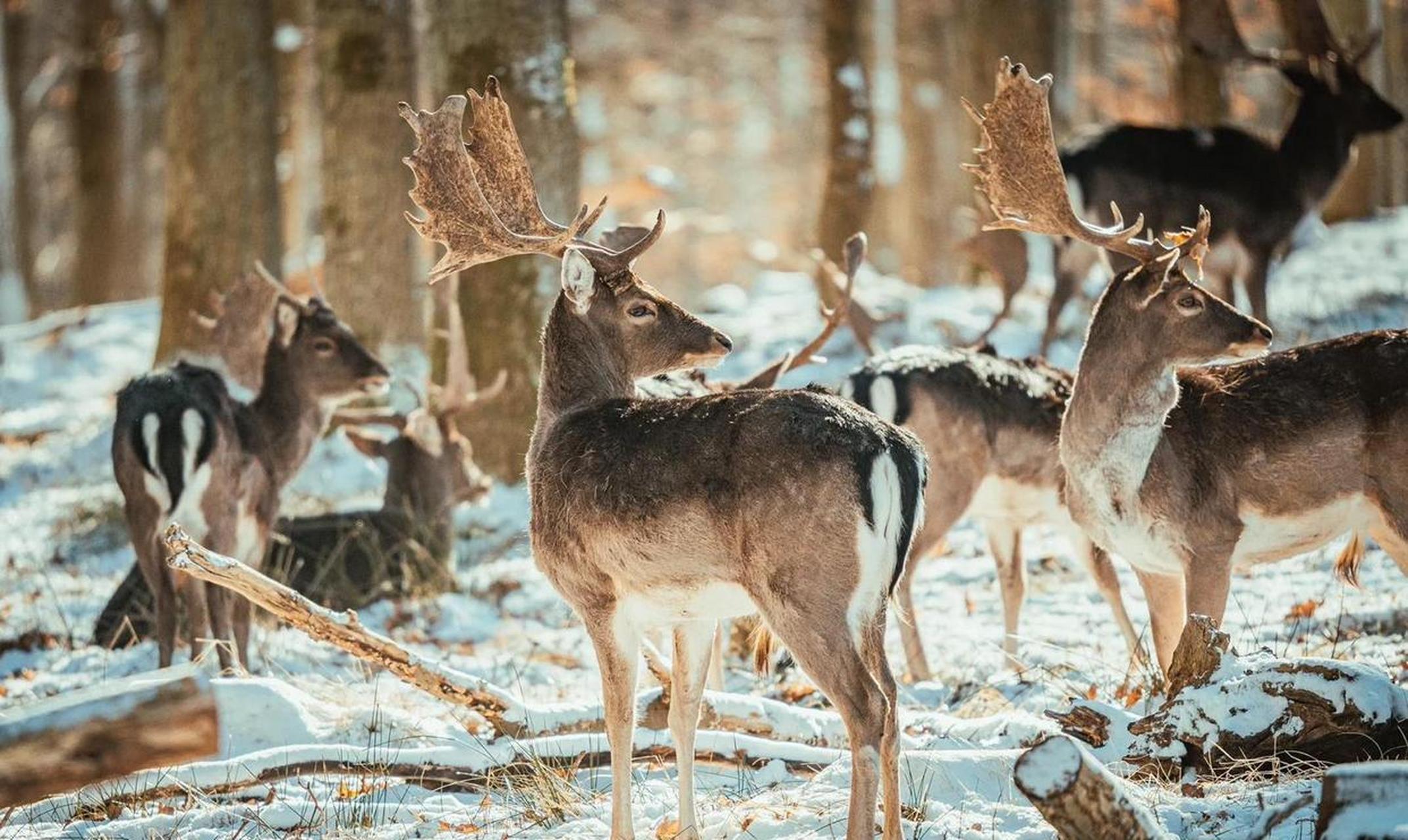 动物世界,雪地上的鹿儿