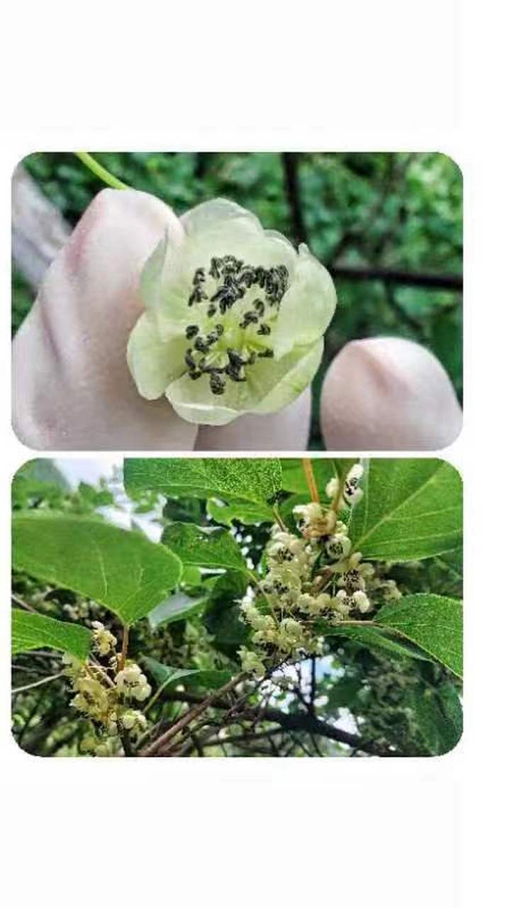 美好辽宁欢迎您# 开原大美松山欢迎您#网红打卡地辽宁杠杠滴