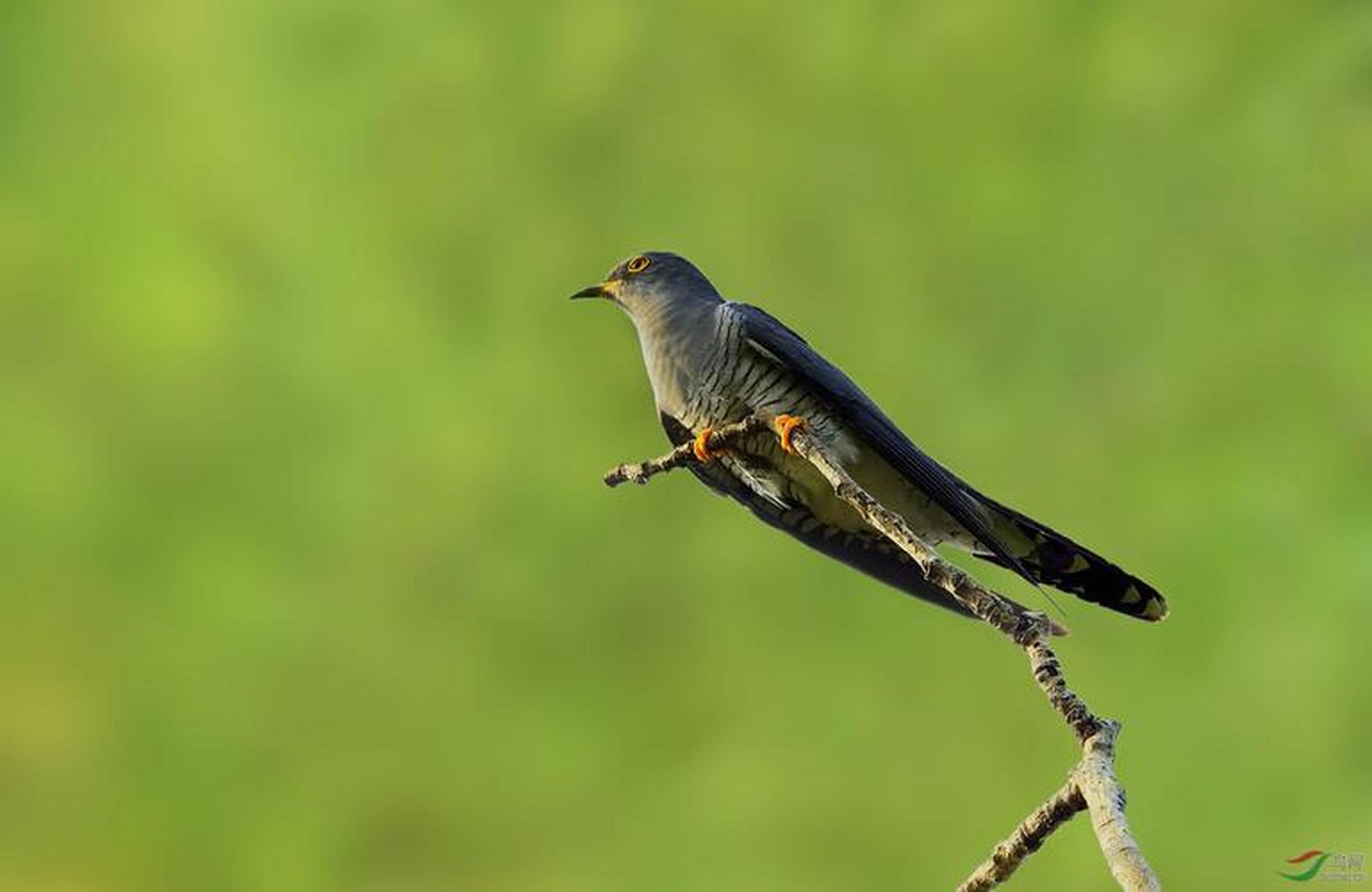中国有一种鸟,名叫杜鹃,又被称为布谷鸟,因为它吃害虫,在小学自然课本