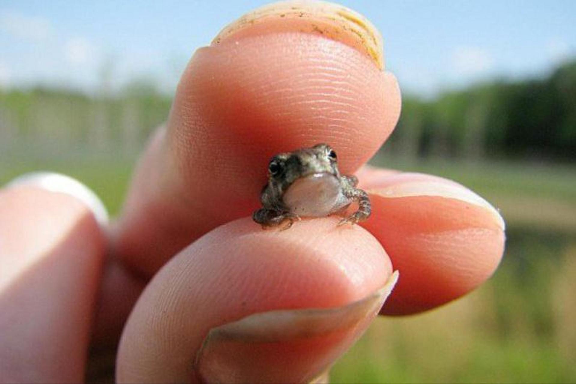 【指尖上的动物】  1,【阿马乌童蛙 】最小的蛙类,平均大小7.