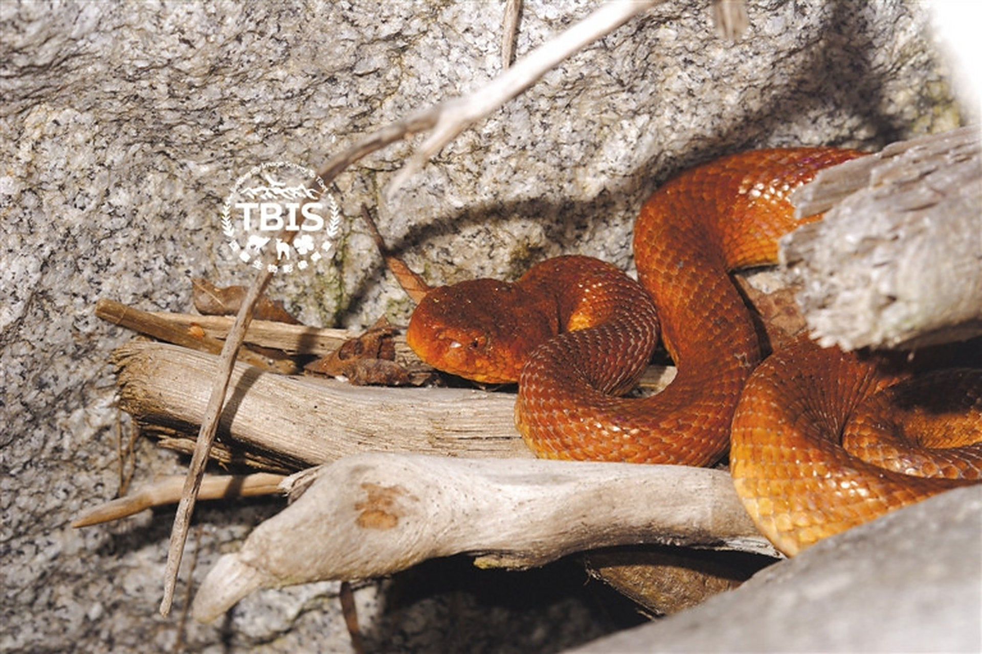 察隅烙铁头蛇隶属烙铁头蛇属.仅分布于我国西藏的察隅,墨脱.