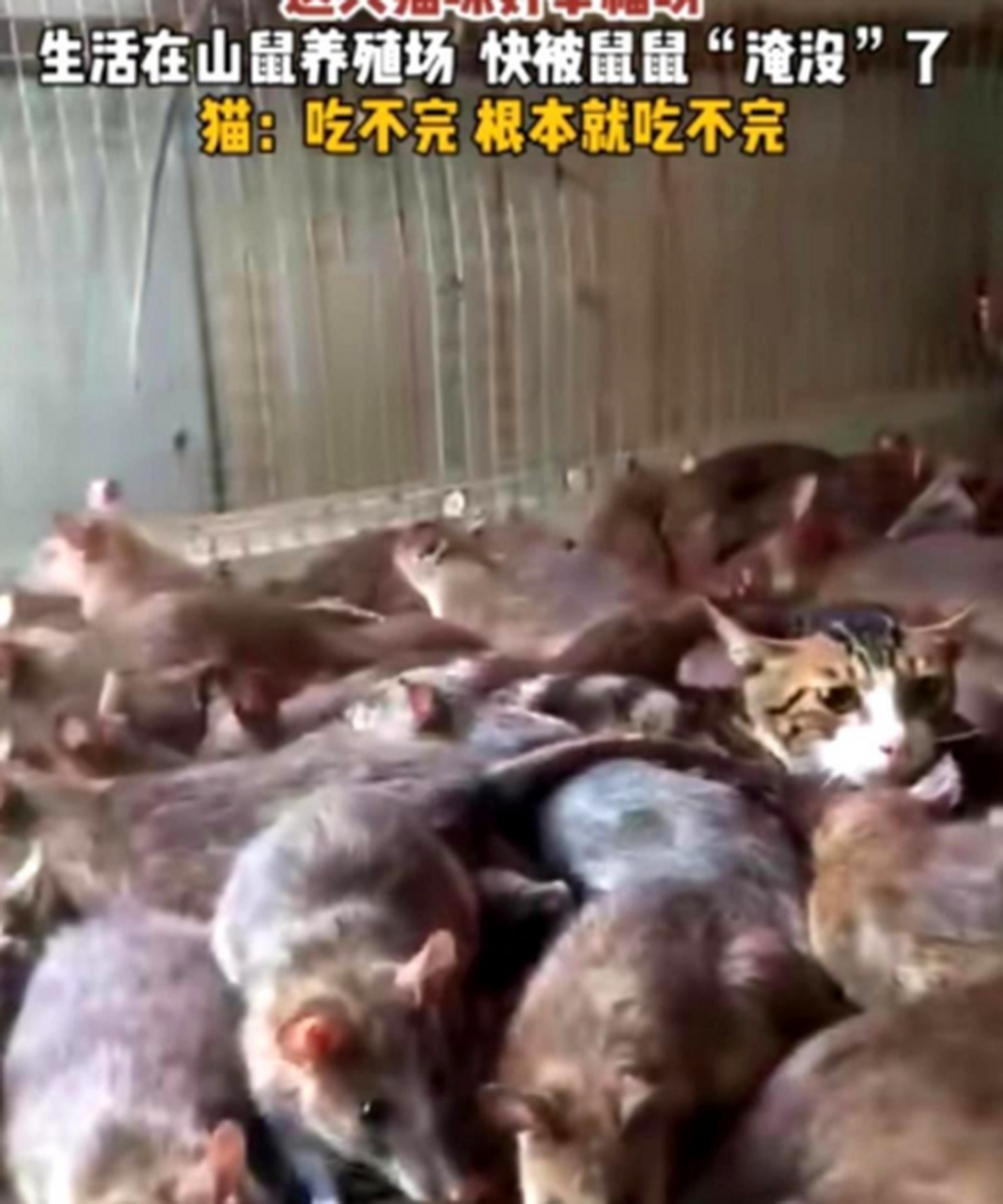 如果女朋友体内雄性激素过多,应该怎么处理?