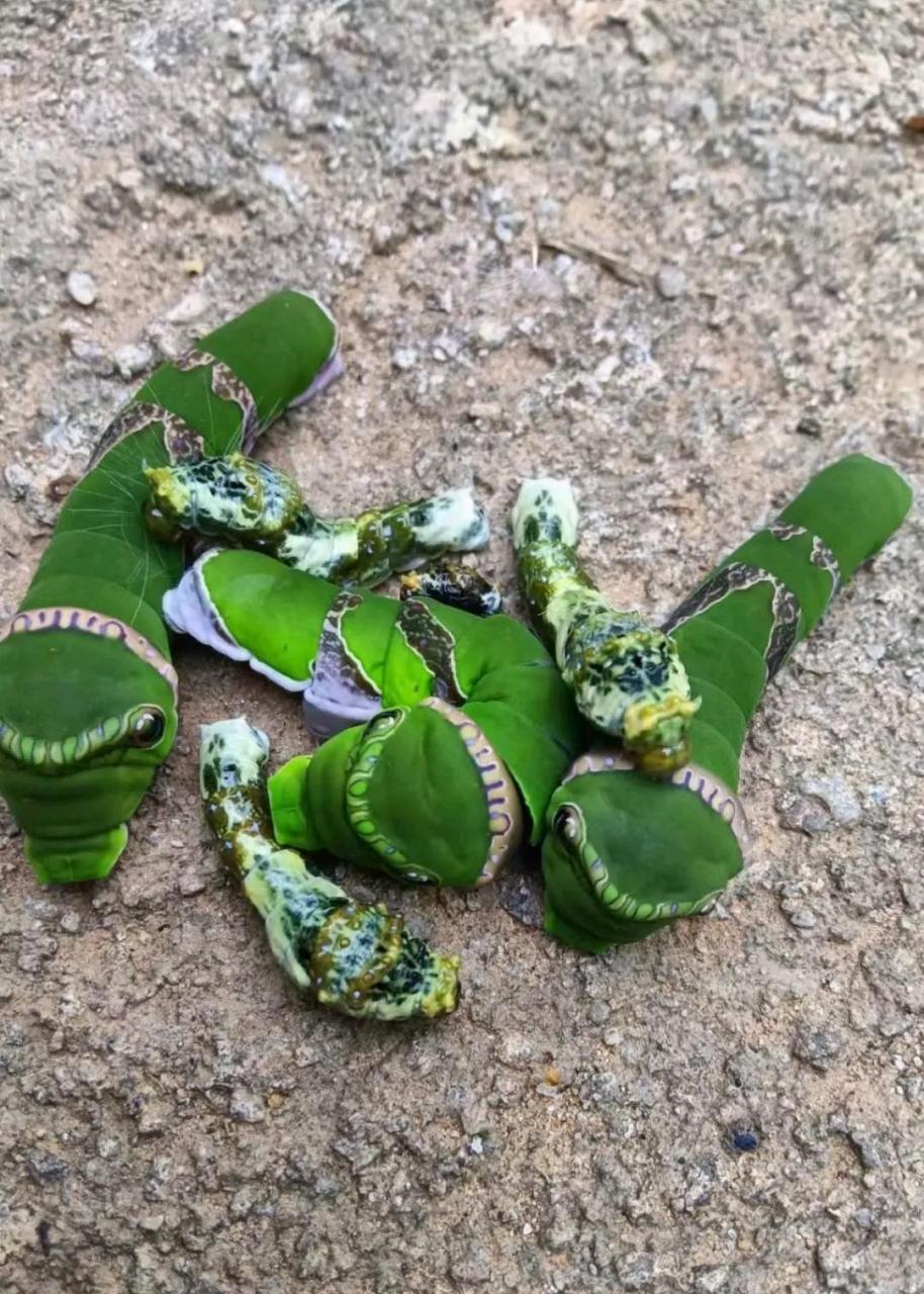 这是什么虫子,大家有认识的么