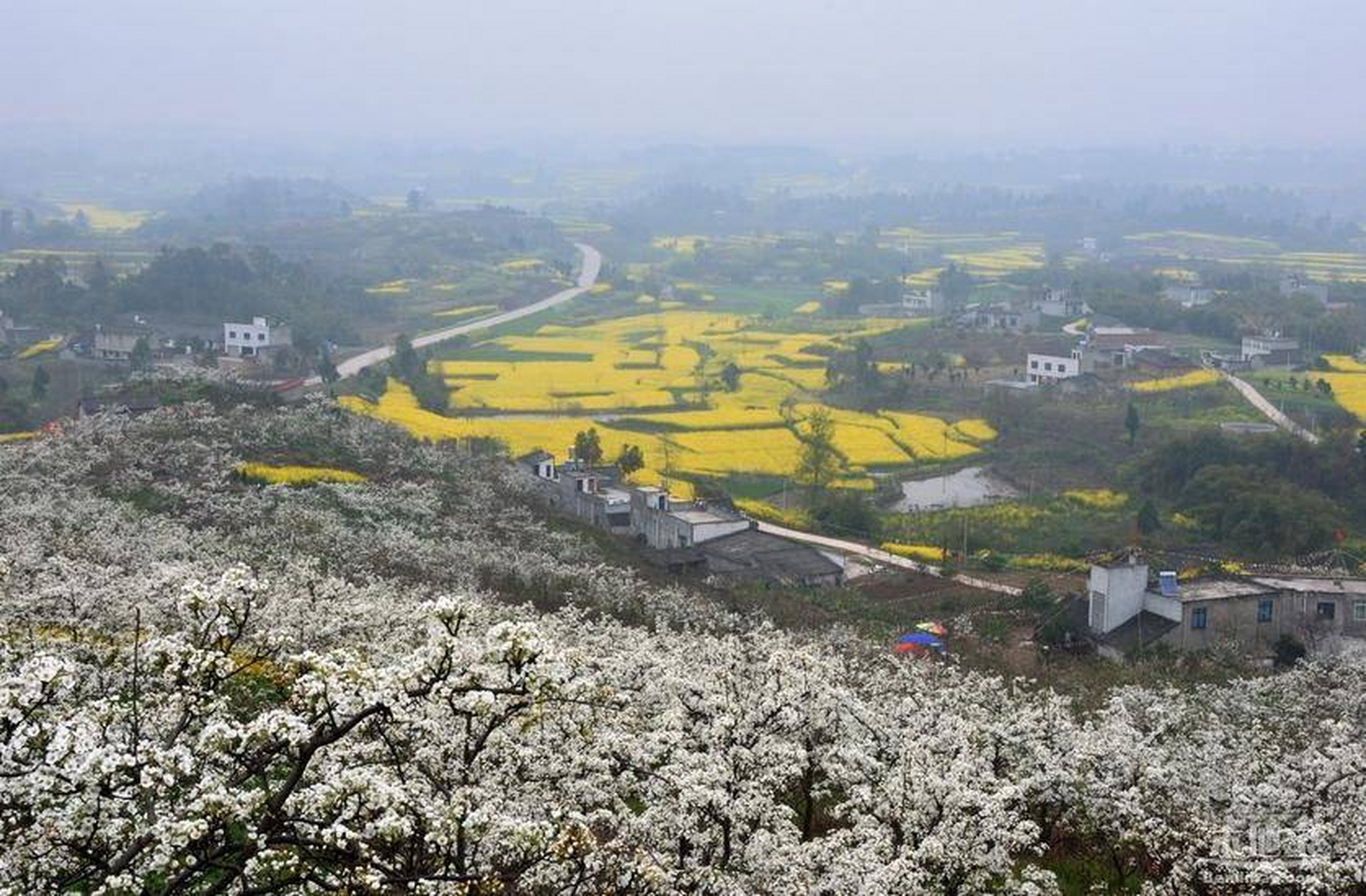 成都梨花溪:这里完全就是一片自然的梨花树林,如今已经是当地人春季的