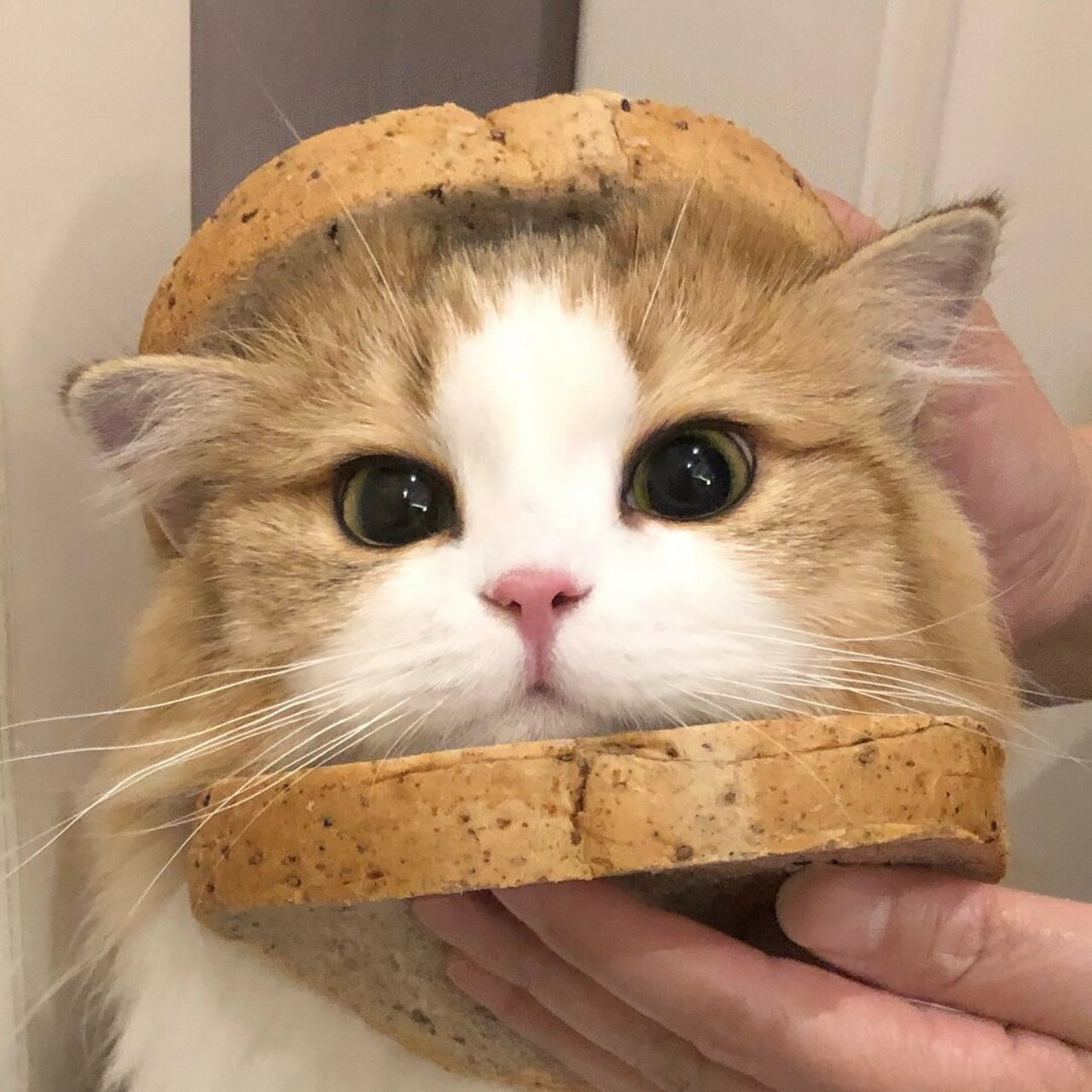 糯叽叽的小猫吐司头像  世界破破烂烂,小猫缝缝补补.