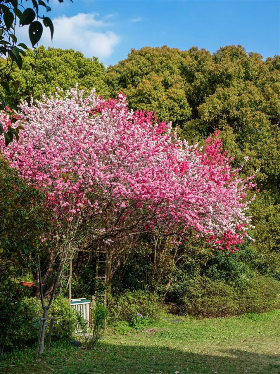 这是我见过的最美的桃树!真的,没有之一!