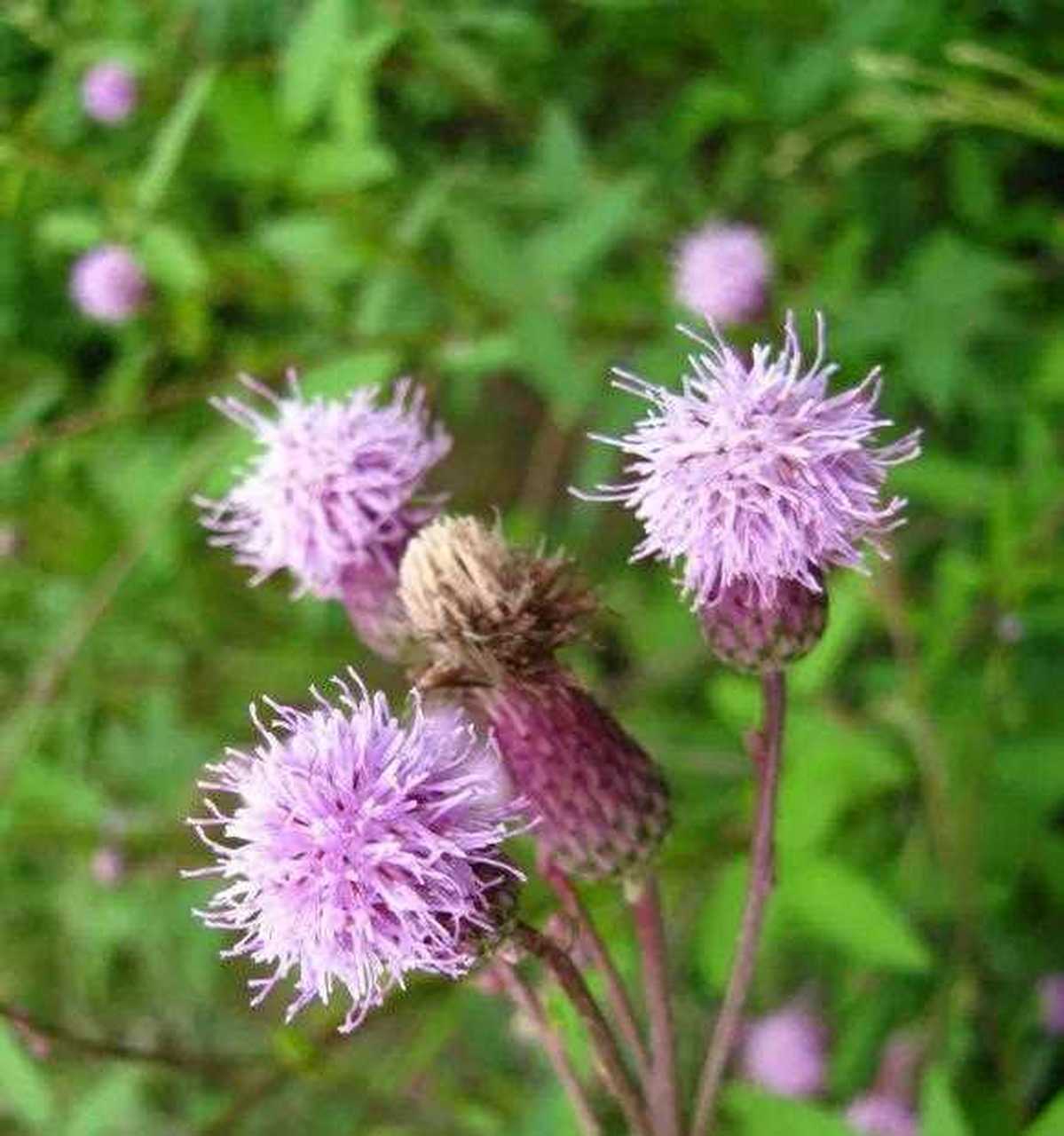田间地头随之处可见的小蓟菜,又名:刺角芽,刺儿菜,刺菜,萋萋菜,它的花