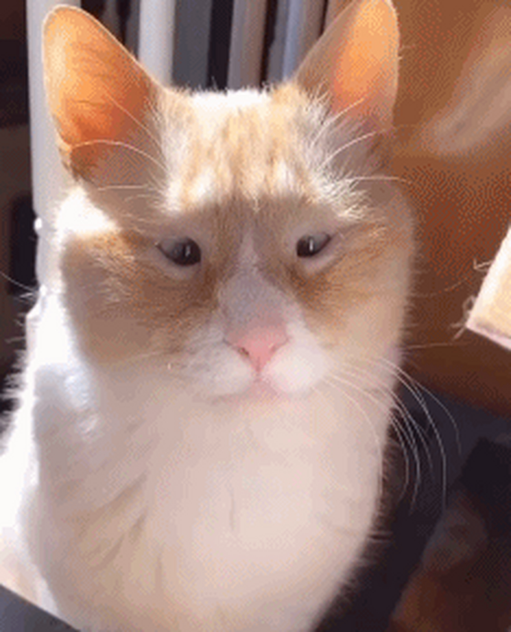 这猫怎么长的跟仓鼠一样哈哈哈哈