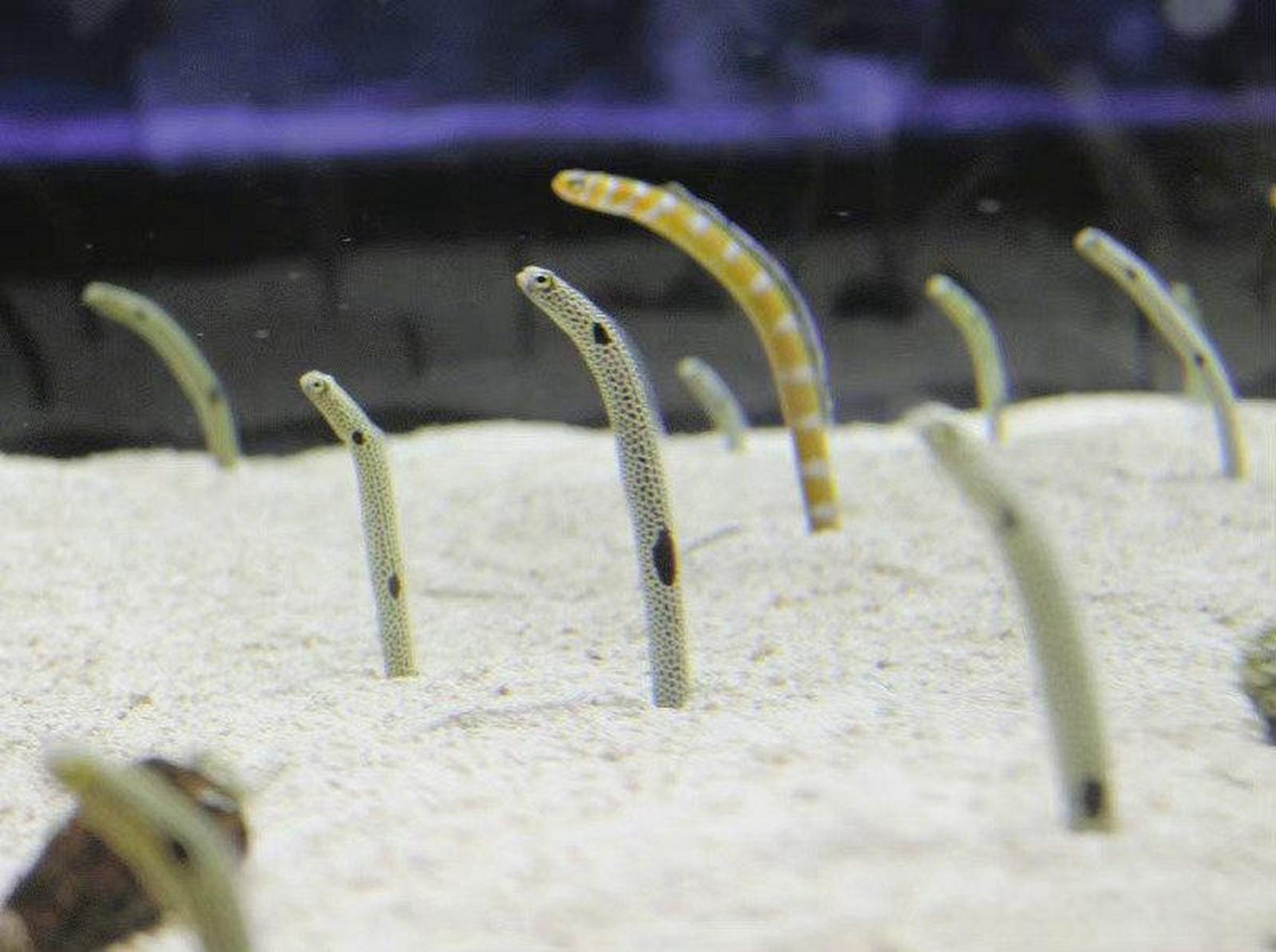 花园鳗在沙子中的样子,比想象中更弯弯曲曲