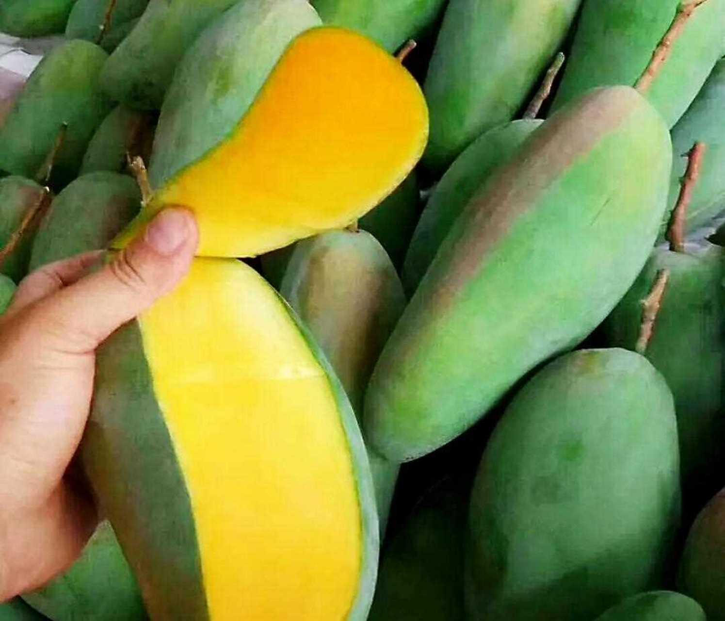 这种芒果说的就是海南金煌芒果.