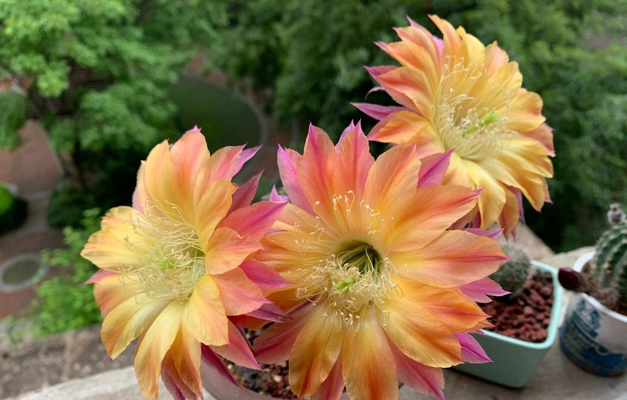 席克氏仙人球"激流",彩草和毛花柱杂交而来,幼时像彩草,圆球形状,养几