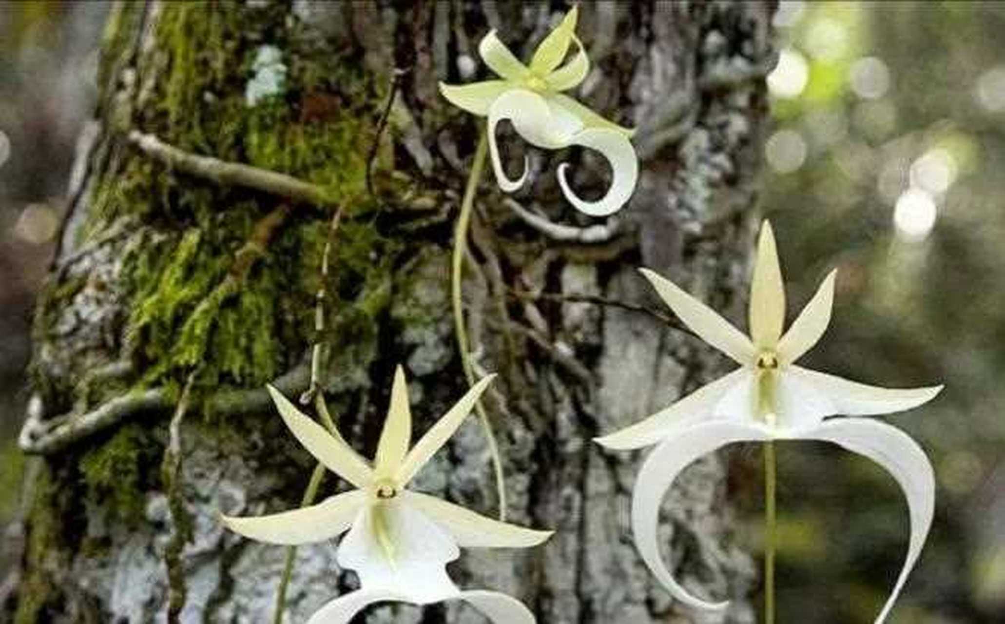 在野外遇到这种兰花一定要绕道走,因为它是牢底坐穿兰.