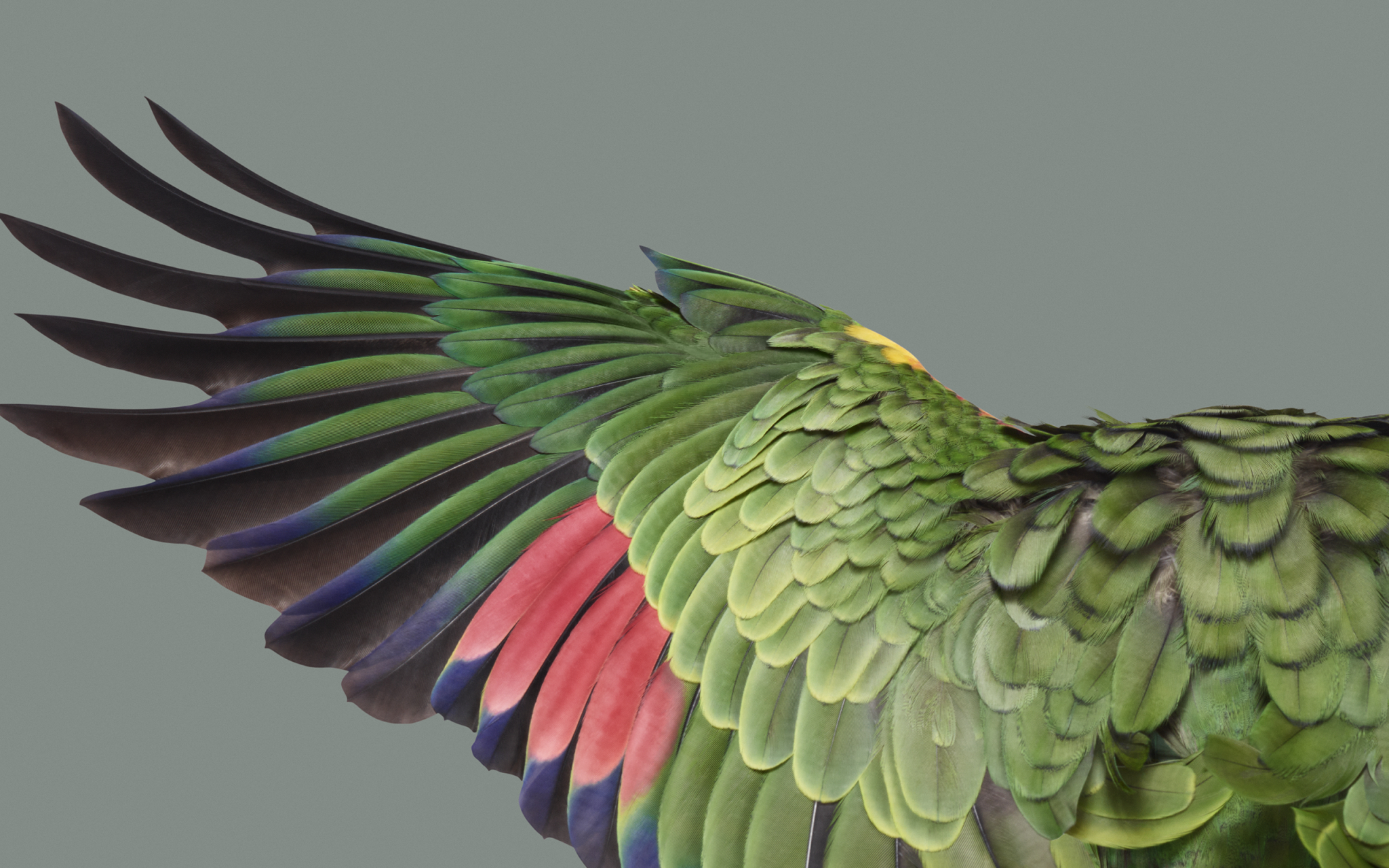 【每日壁纸】厂牌系列:谷歌pixel tablet.