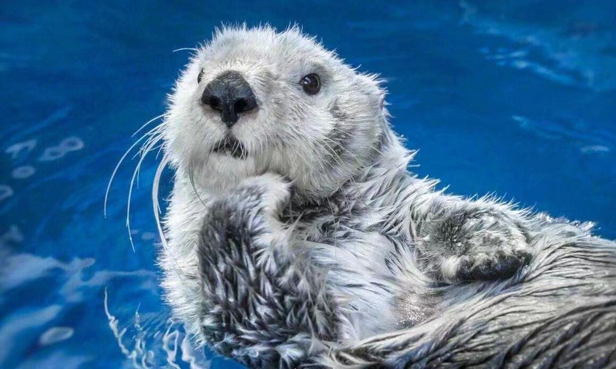 最可爱的干饭明星——海獭  是水獭之中海生的一种水獭,小小的眼睛