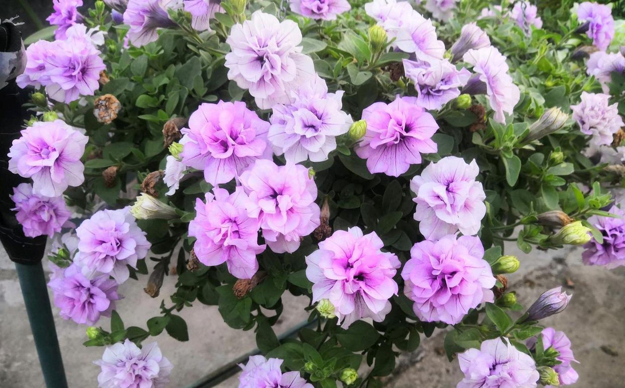 超级矮牵牛"重瓣冰淡紫",优秀的垂吊盆栽草花,植株低矮长不高,枝条