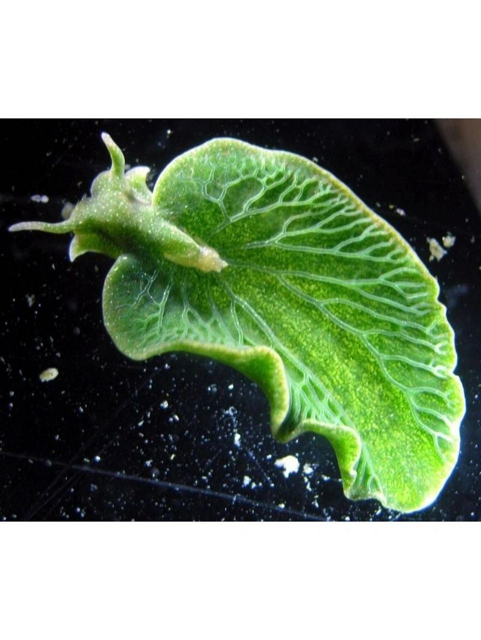 一半是动物,一半是植物 the solar-powered sea slugs 光伏海蛞蝓