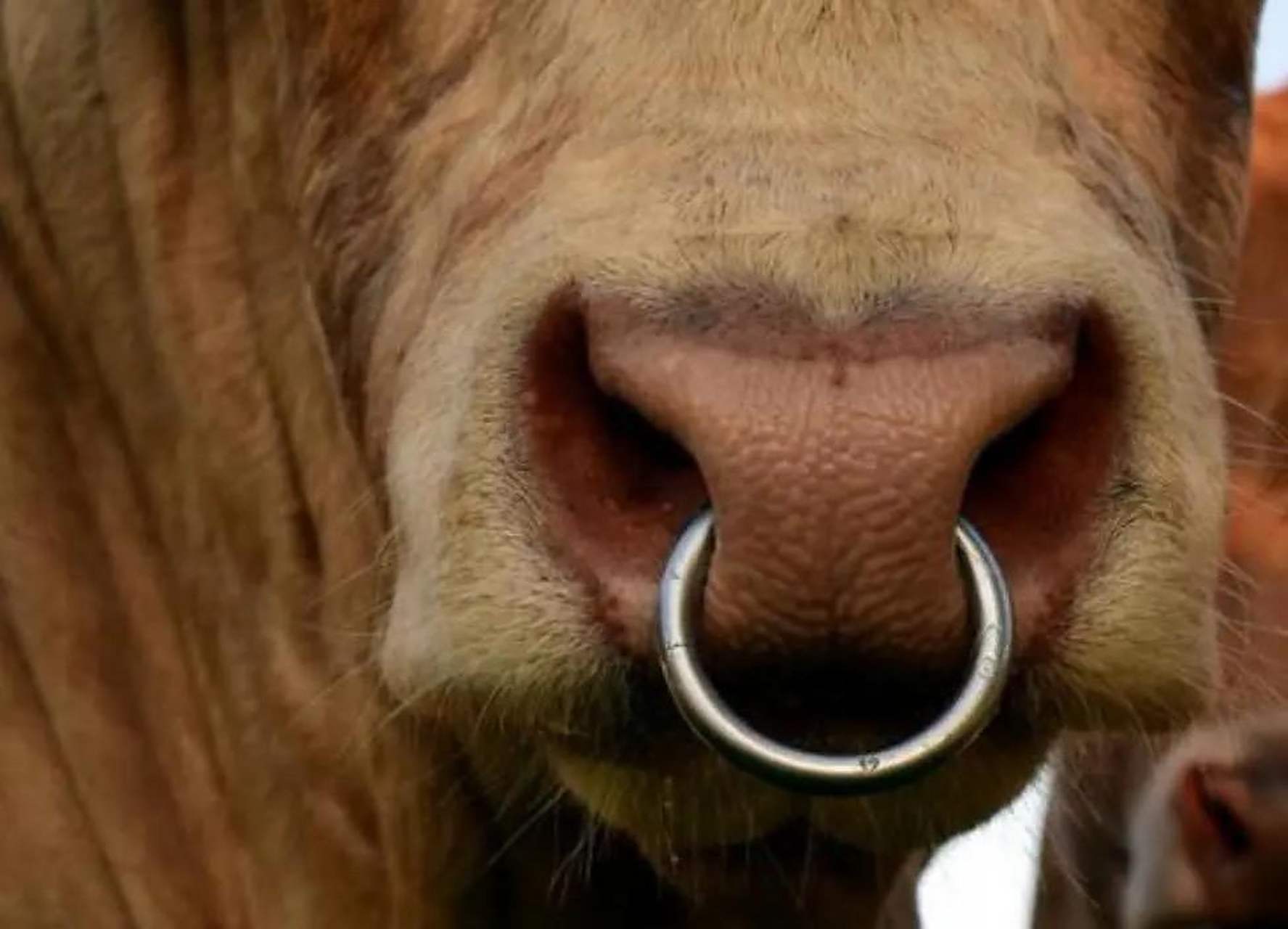 牛鼻子的环是用来做什么的?