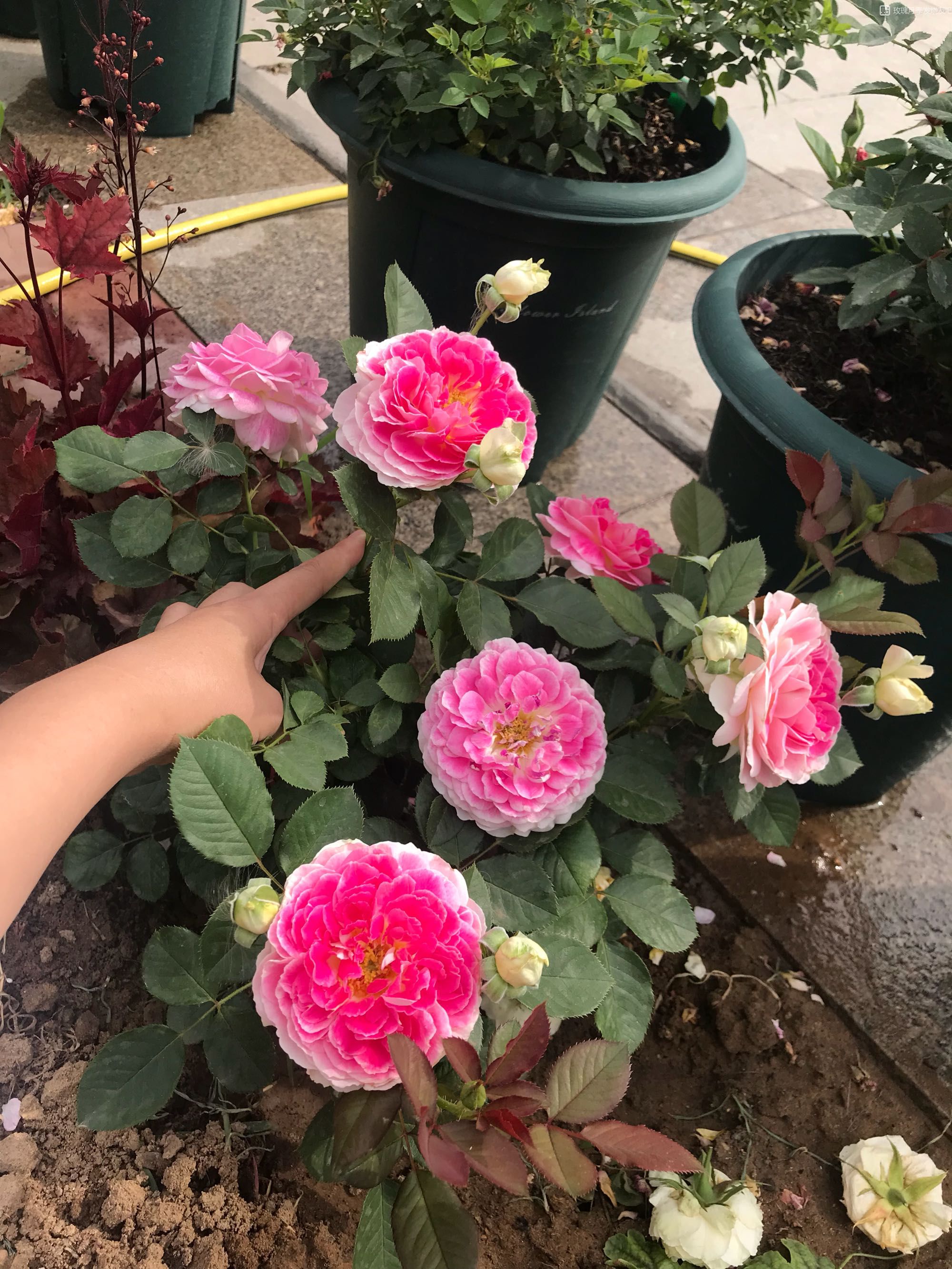 来带大家认识一个没啥缺点的品种——根西月季,又名假日岛芍药,小灌木