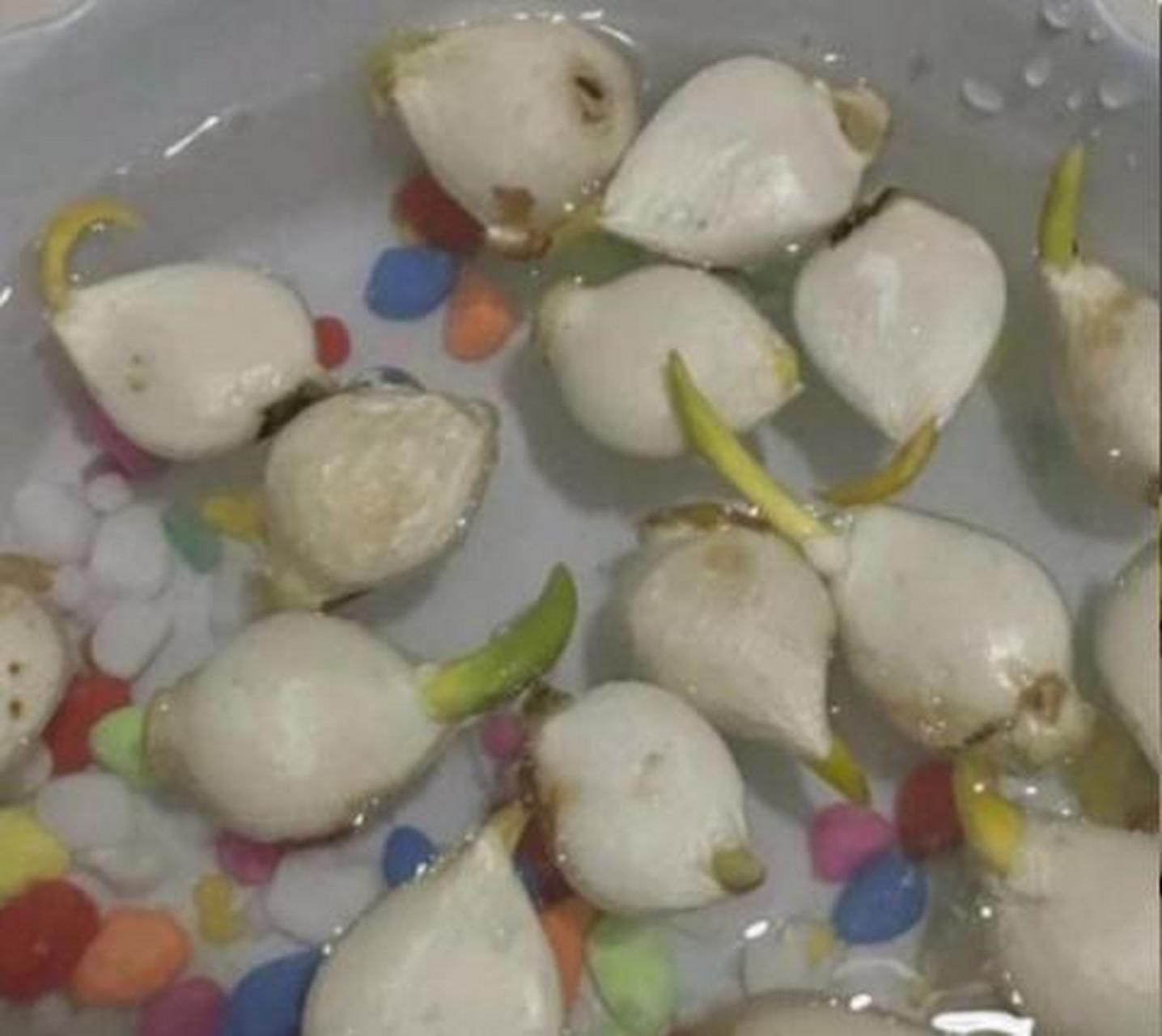 郁金香种子和水仙种子傻傻的分不清.