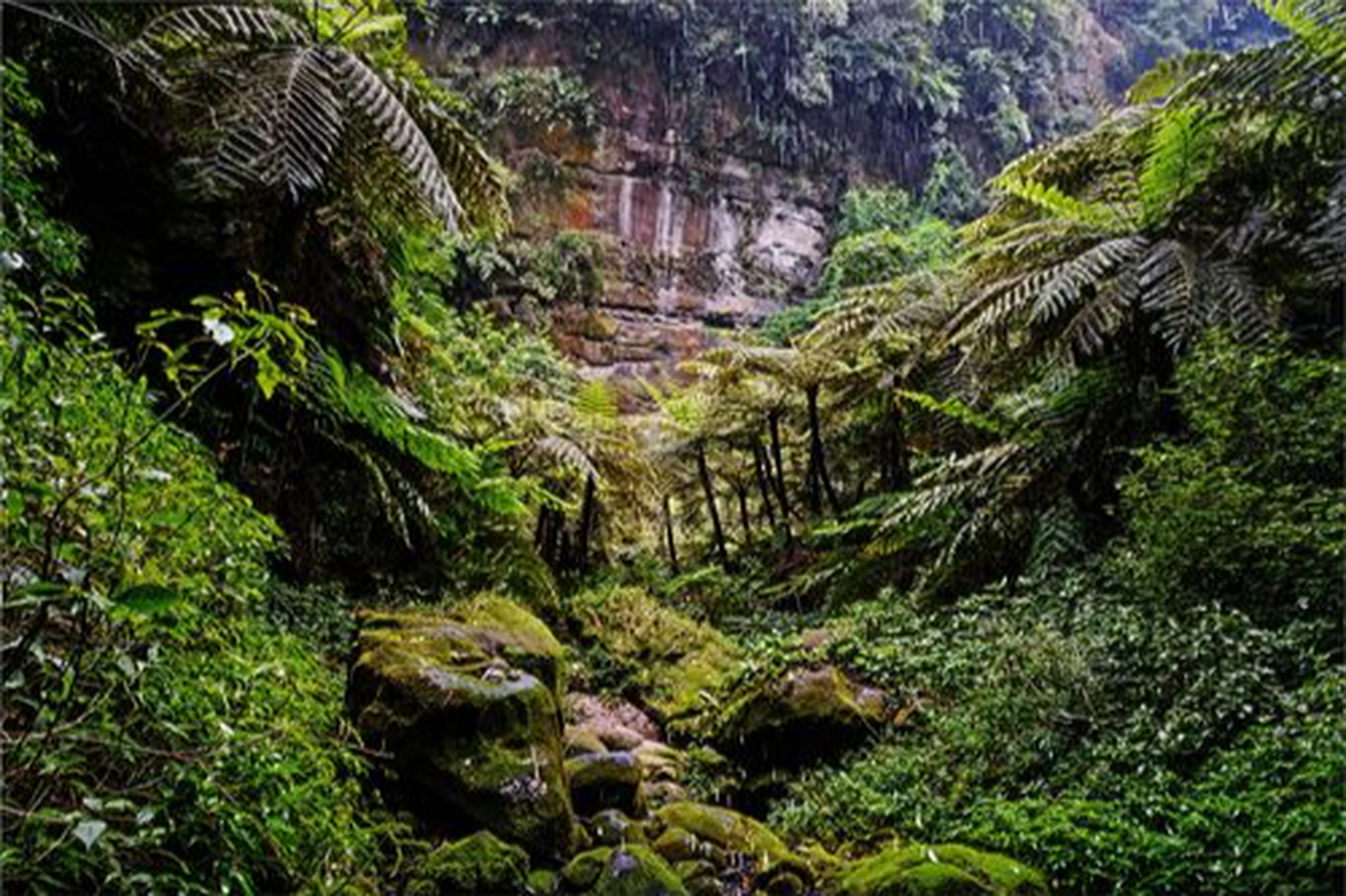 乐山桫椤峡谷,这里有成片的桫椤树,景色秀丽,是徒步亲近大自然的理想