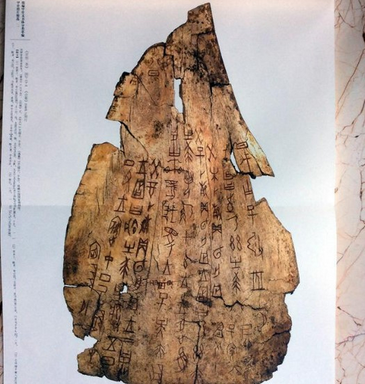 甲骨文的实物照片,这个上面的文字大家认识几个啊.