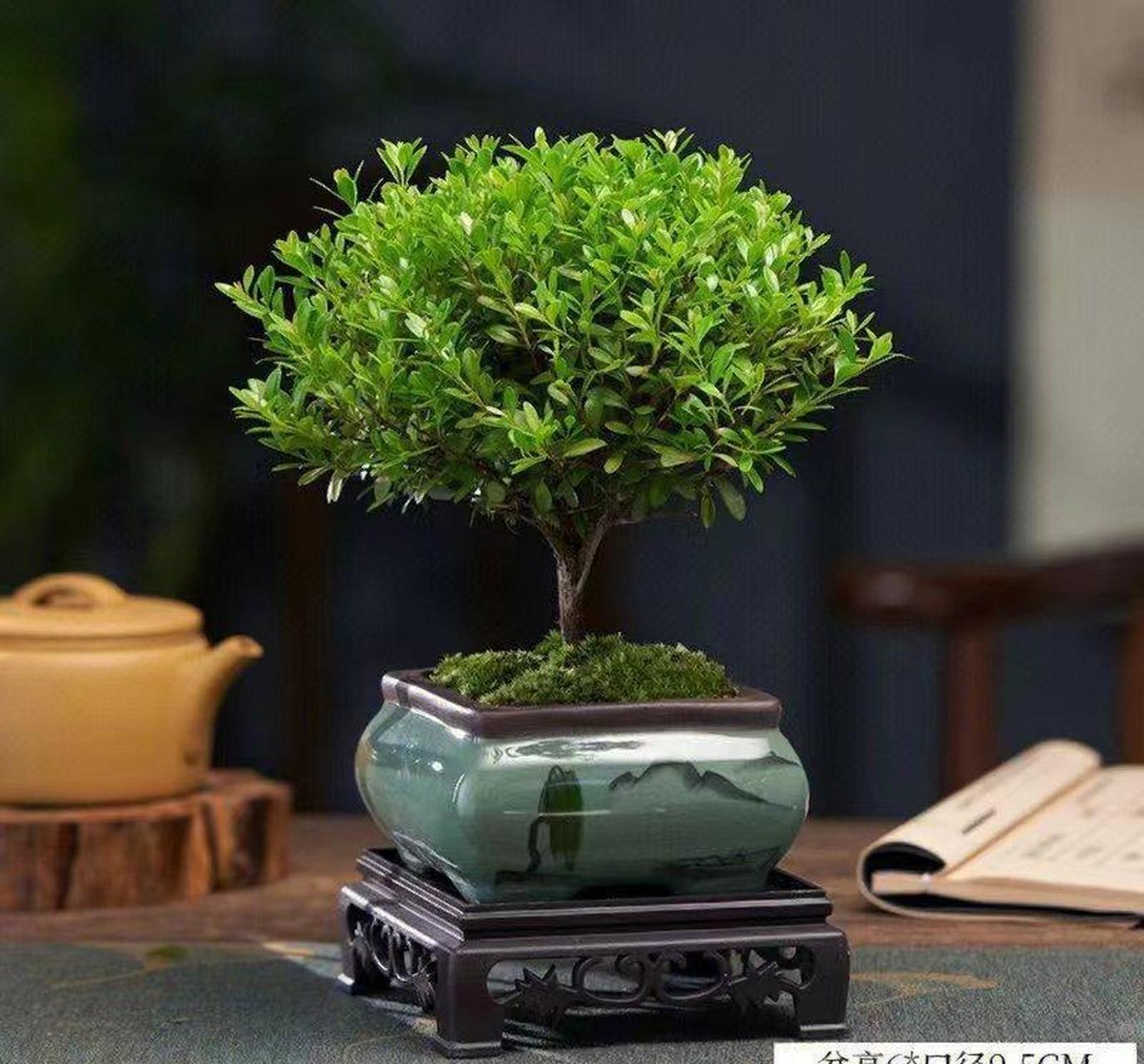 小叶赤楠 1,做好浇水的工作.