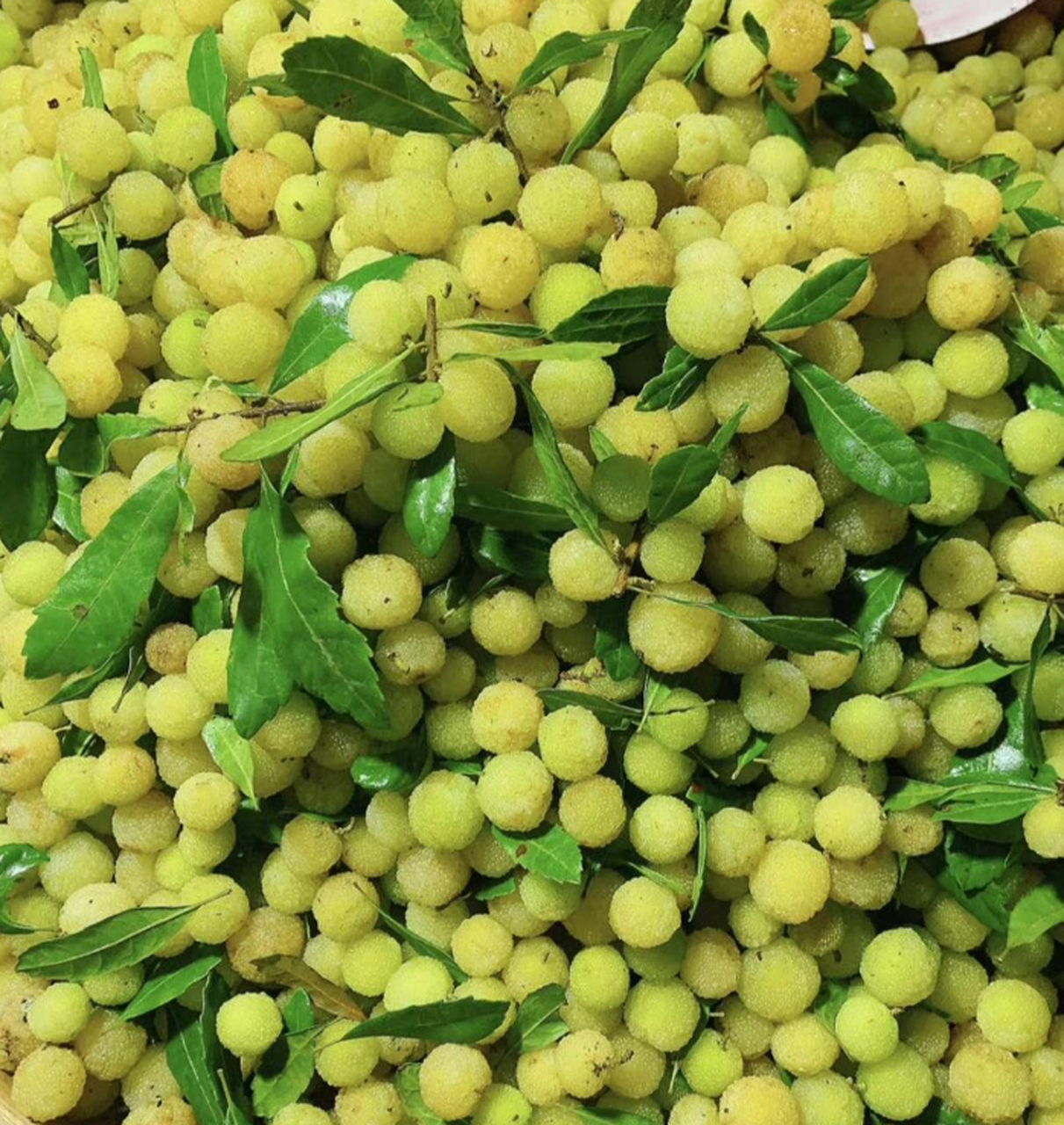 你们吃过广西的杨梅吗