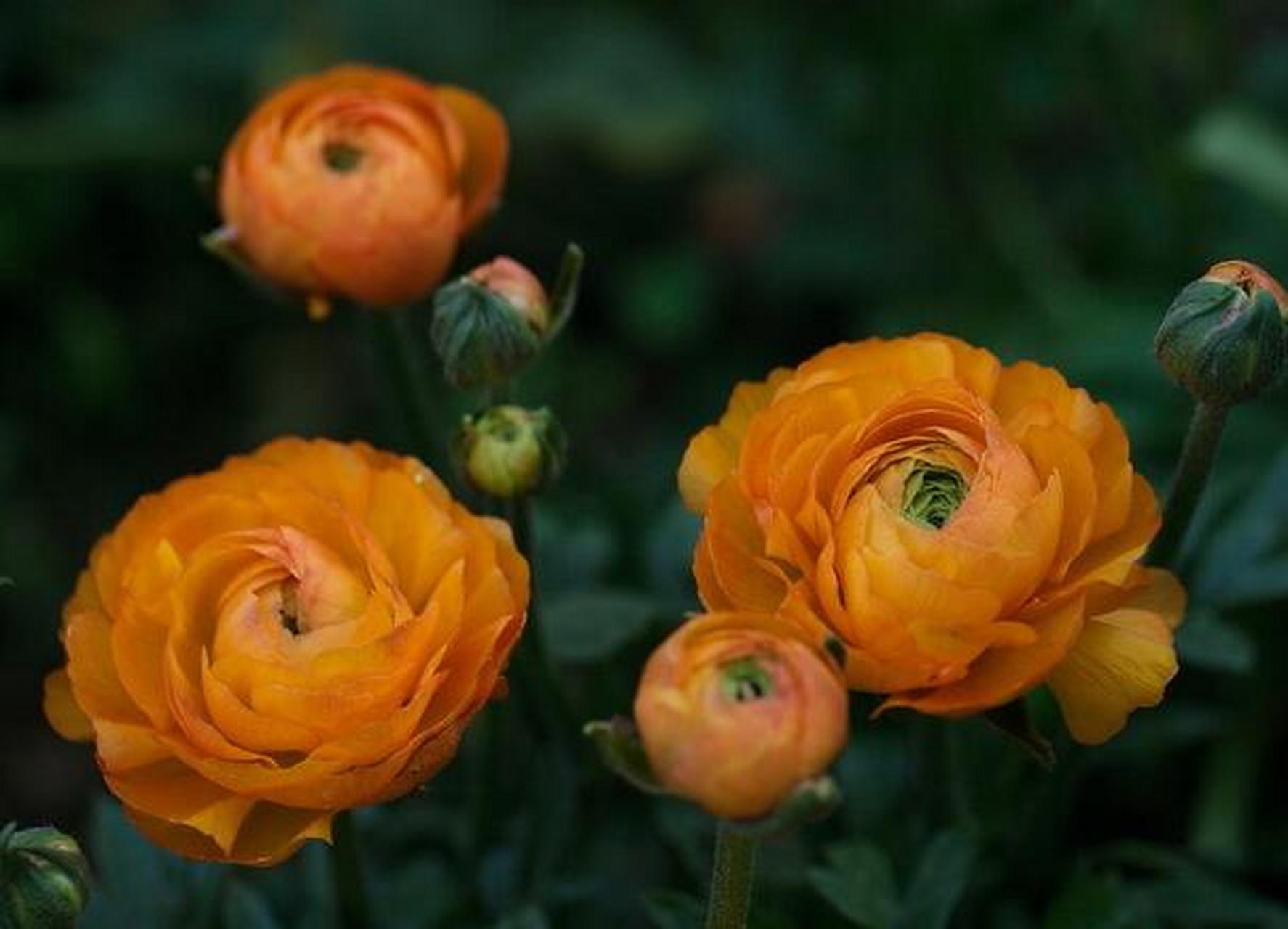 叫芹菜花,洋牡丹,波斯毛茛等,是毛茛科花毛茛属多年生宿根性草本花卉