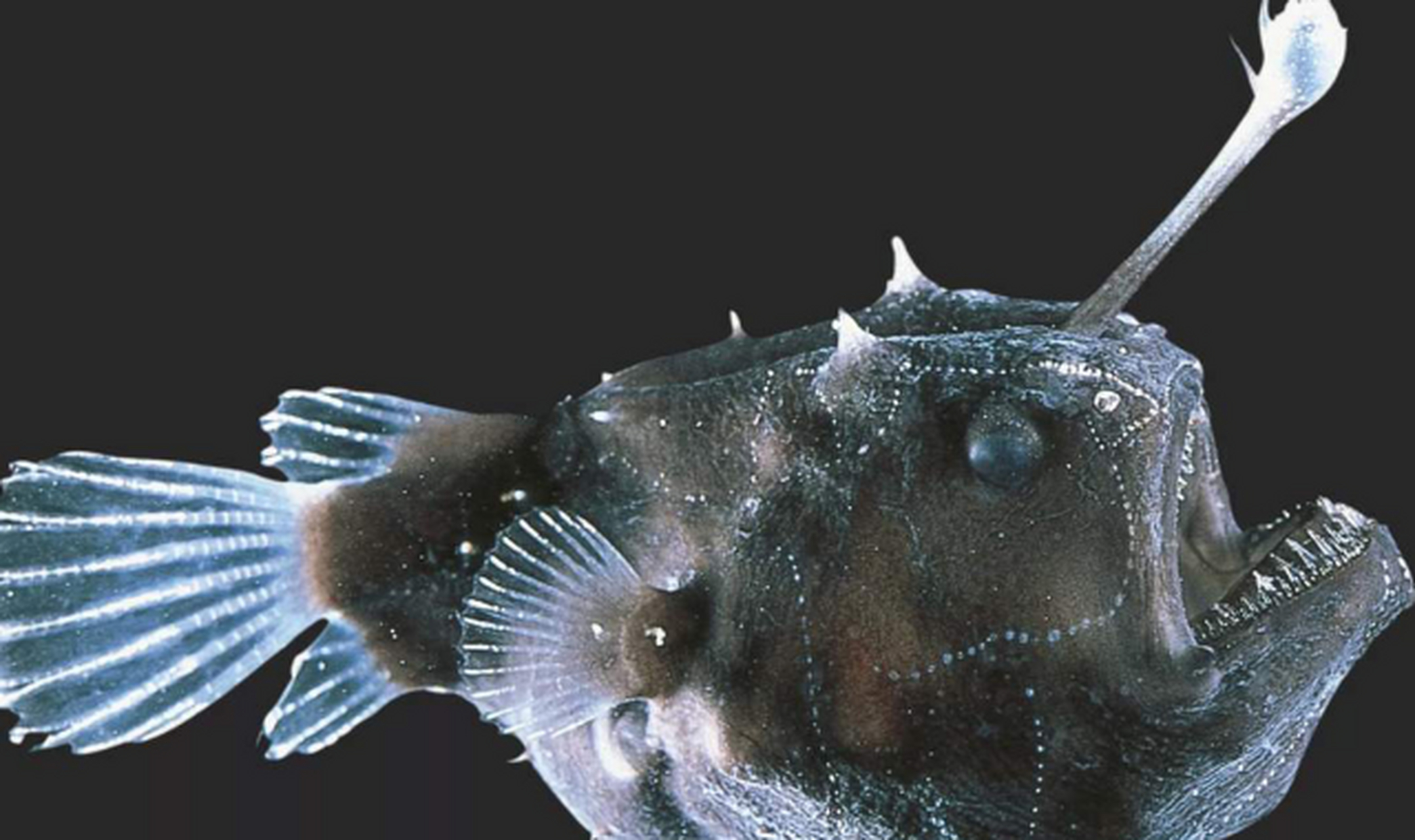 世界上最丑的动物,丑哭了 鮟鱇鱼 鮟鱇鱼又被称为