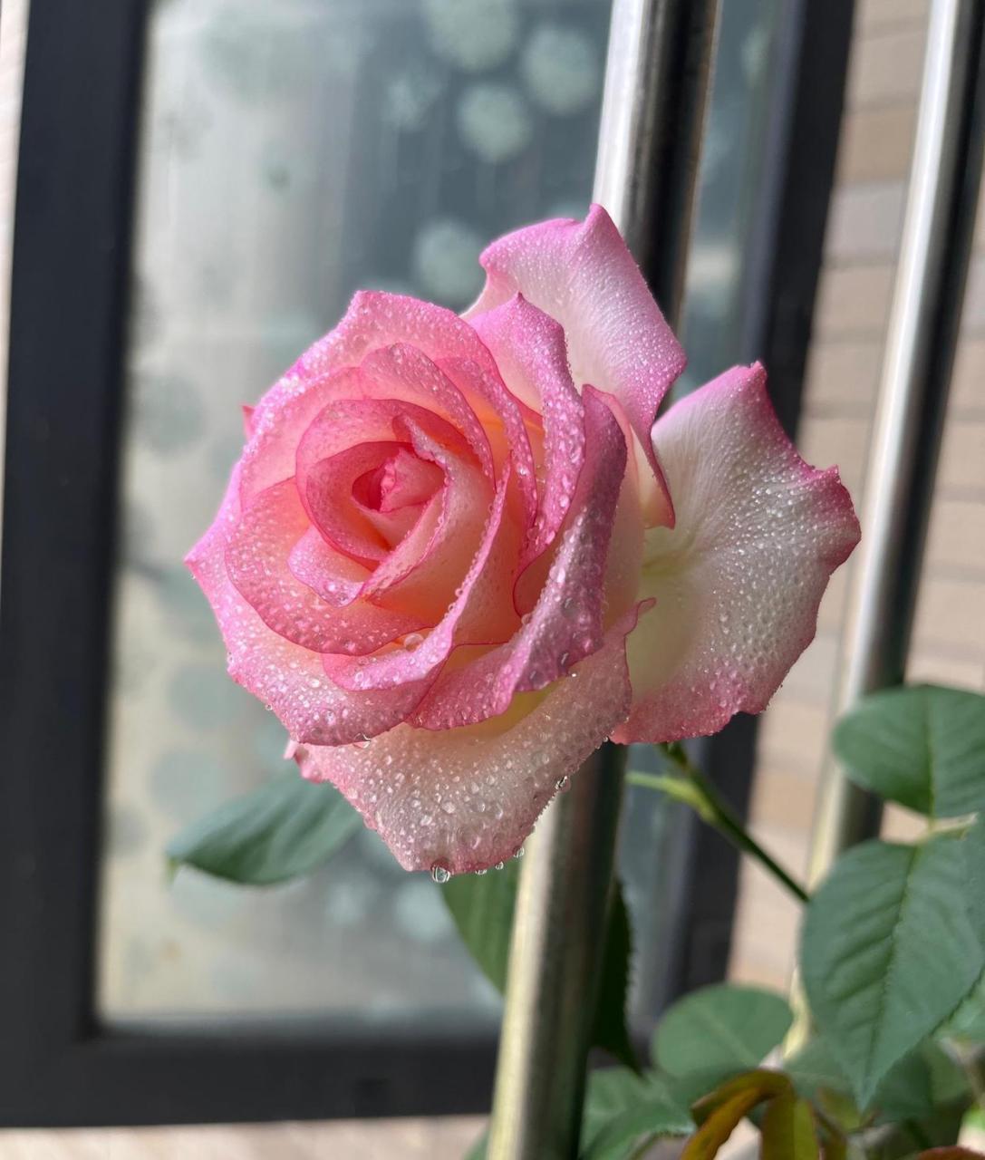 月季花"朱米莉亚",商业名"艾莎",就是花店里那款很受欢迎的切花玫瑰