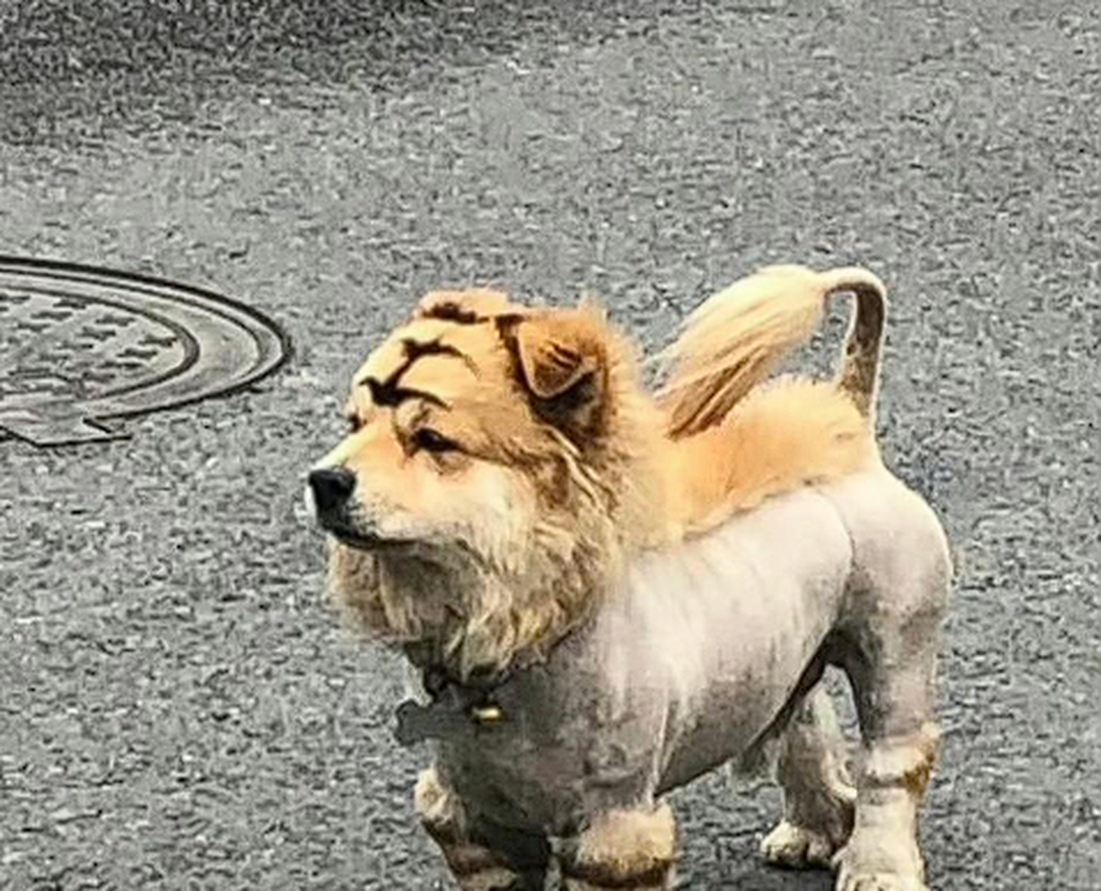 第一见"老虎狗"[三哈]