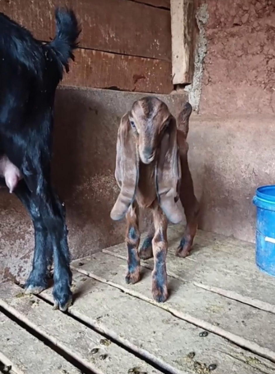 哪位朋友认识这是啥品种的羊吗?怎么耳朵这么长[呆]