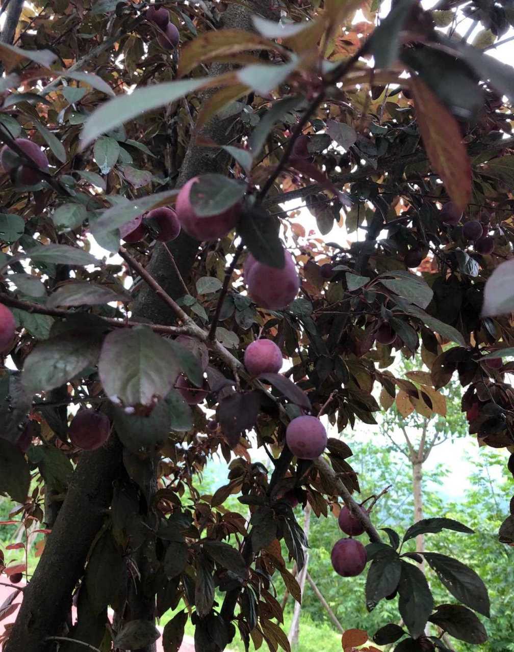 这种红叶李的果子能吃吗?