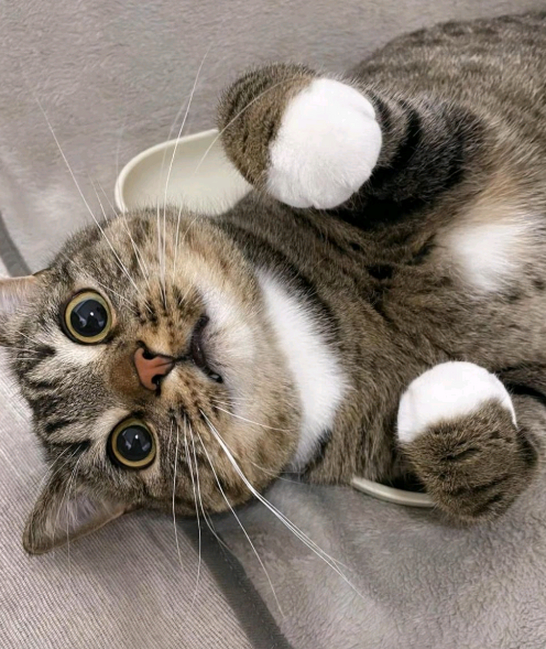 白手套的小狸花猫耶