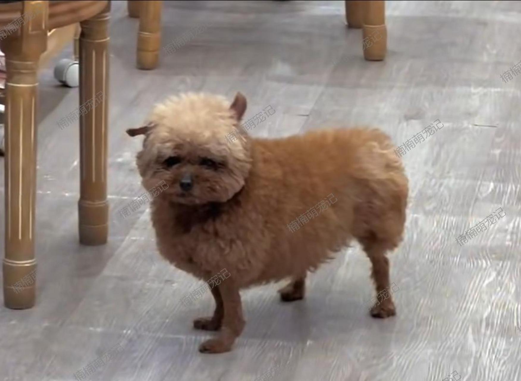 嘿嘿,这只泰迪太可爱啦!看起来就像一只小羊哦!