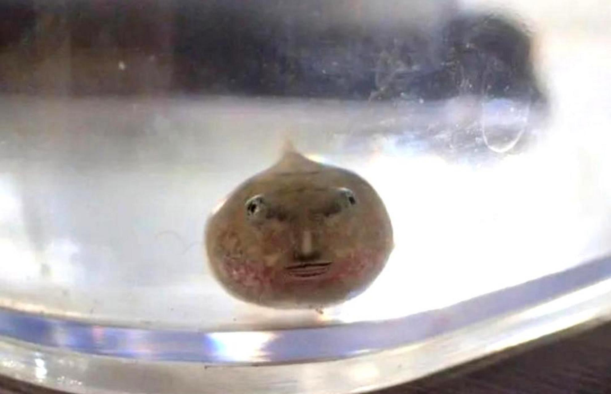 这种鱼长得像人脸,是什么鱼?