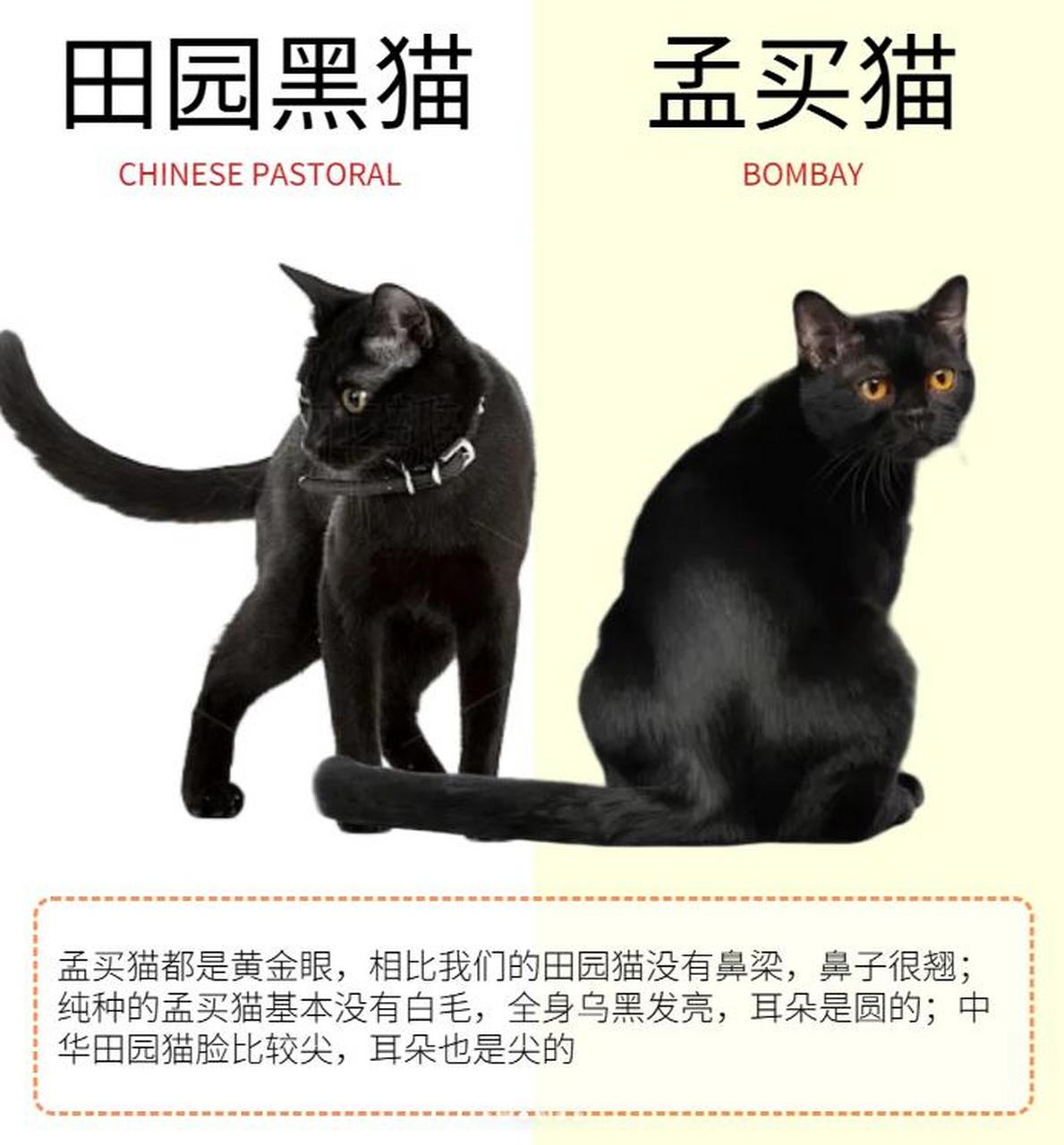 孟买猫和黑猫的区别图片