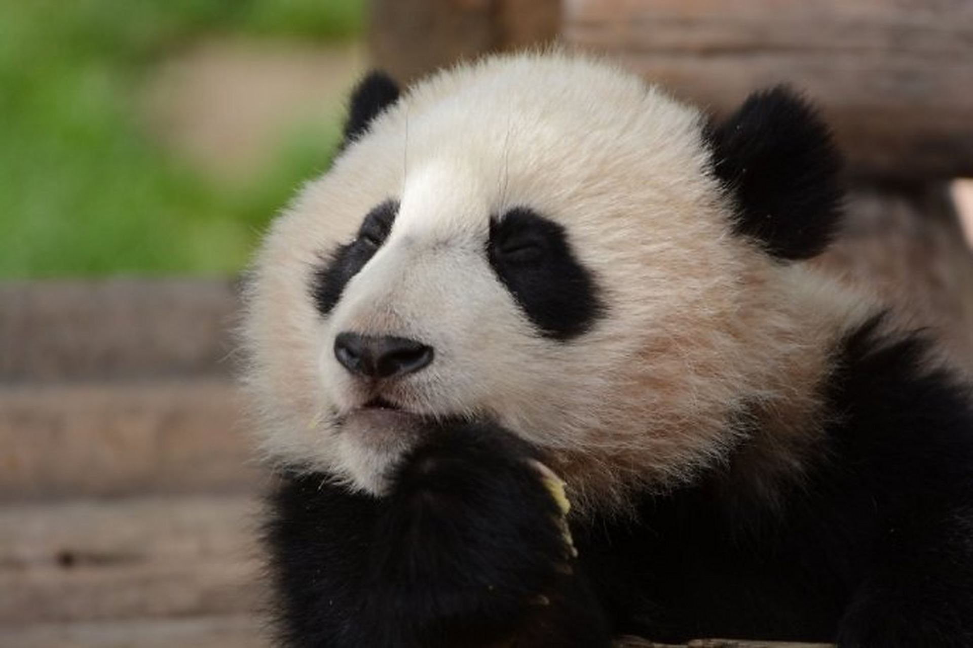 hi 我是熊猫:优浜  今年:11岁  现居住在:安徽省宿州野生动物园