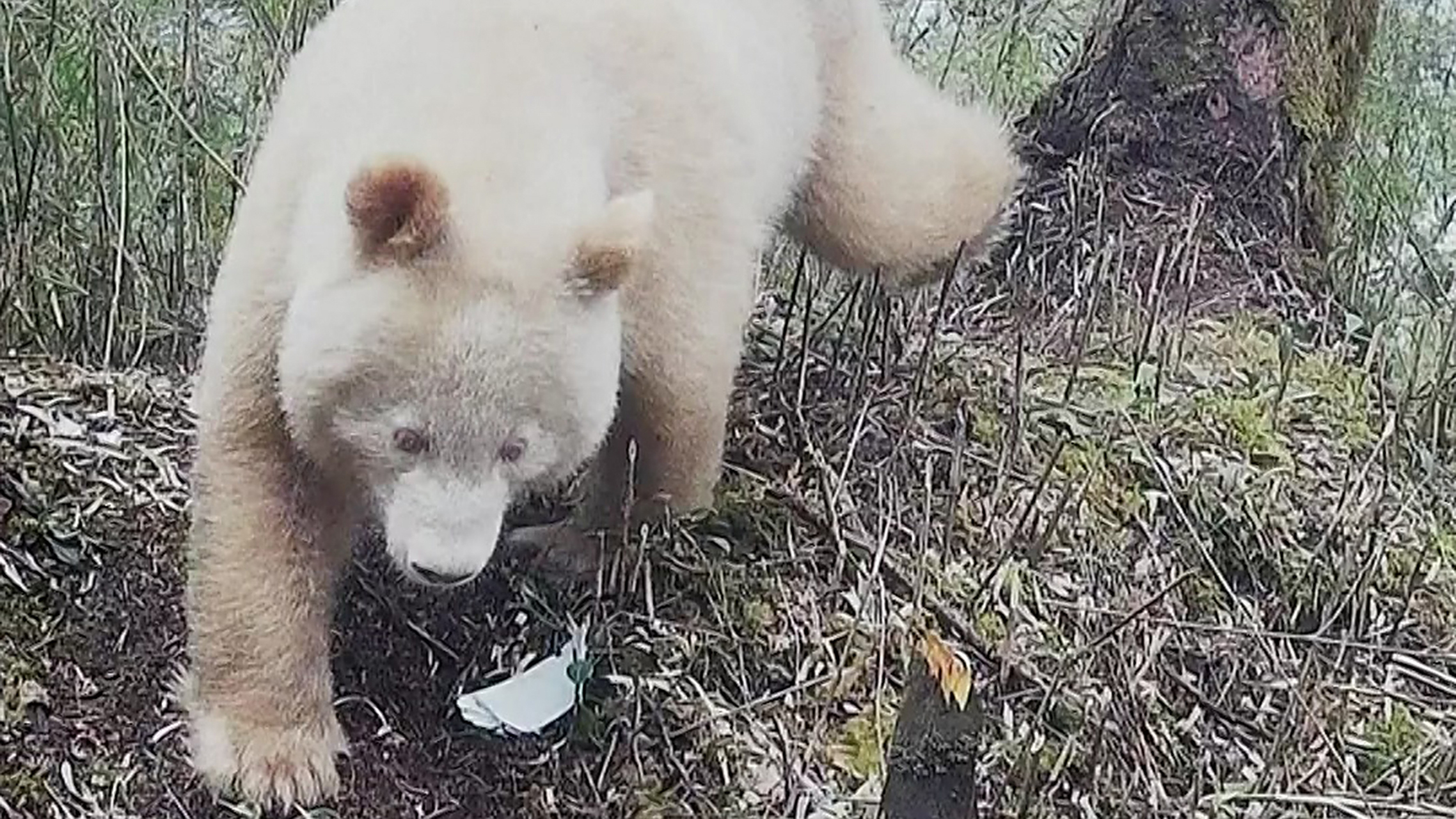 全球唯一白色大熊猫正照  四川省卧龙自然保护区管理局公布野生白色大