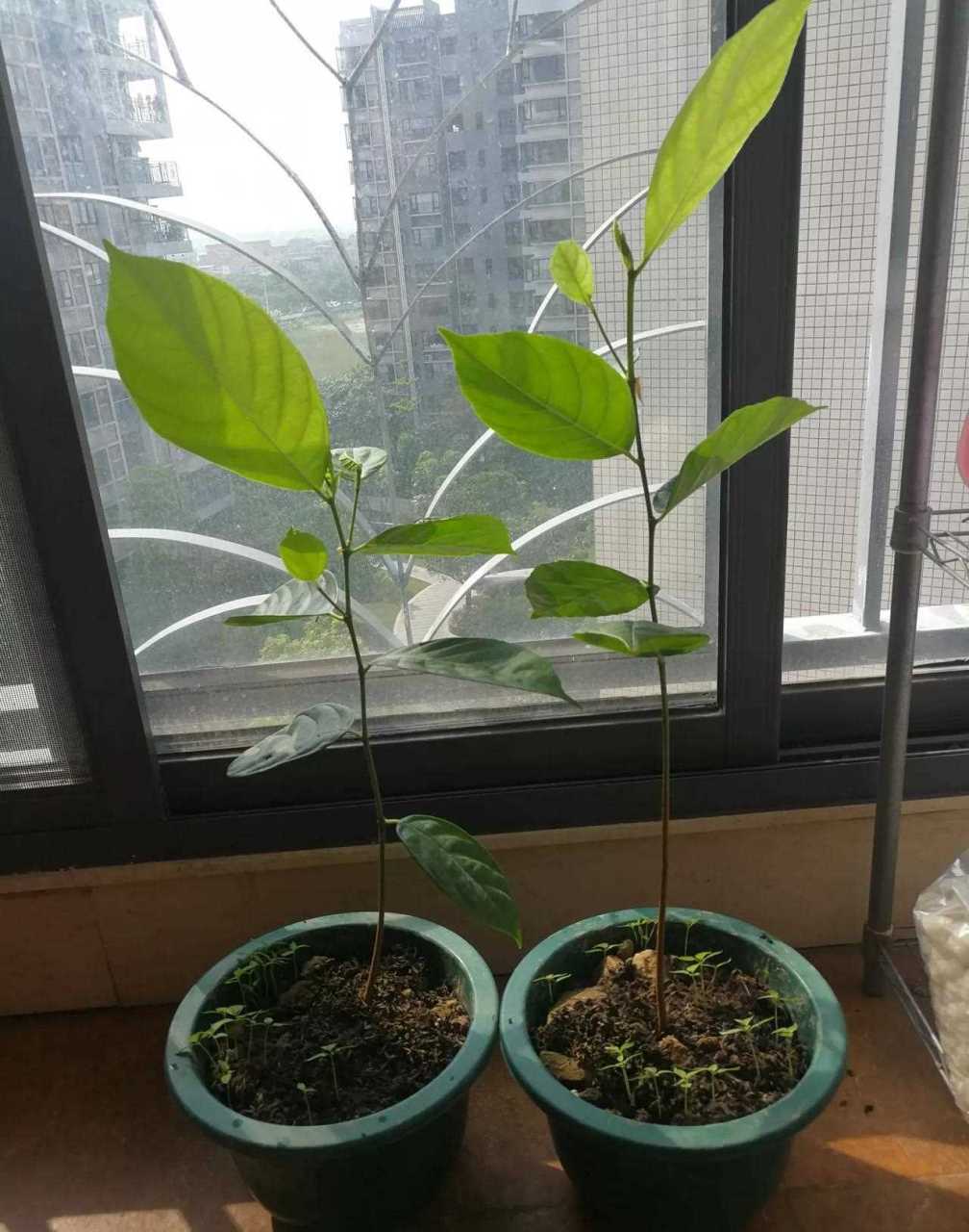 我培育的马来西亚最新品种的菠萝蜜苗海南红灯笼辣椒苗都长的很好