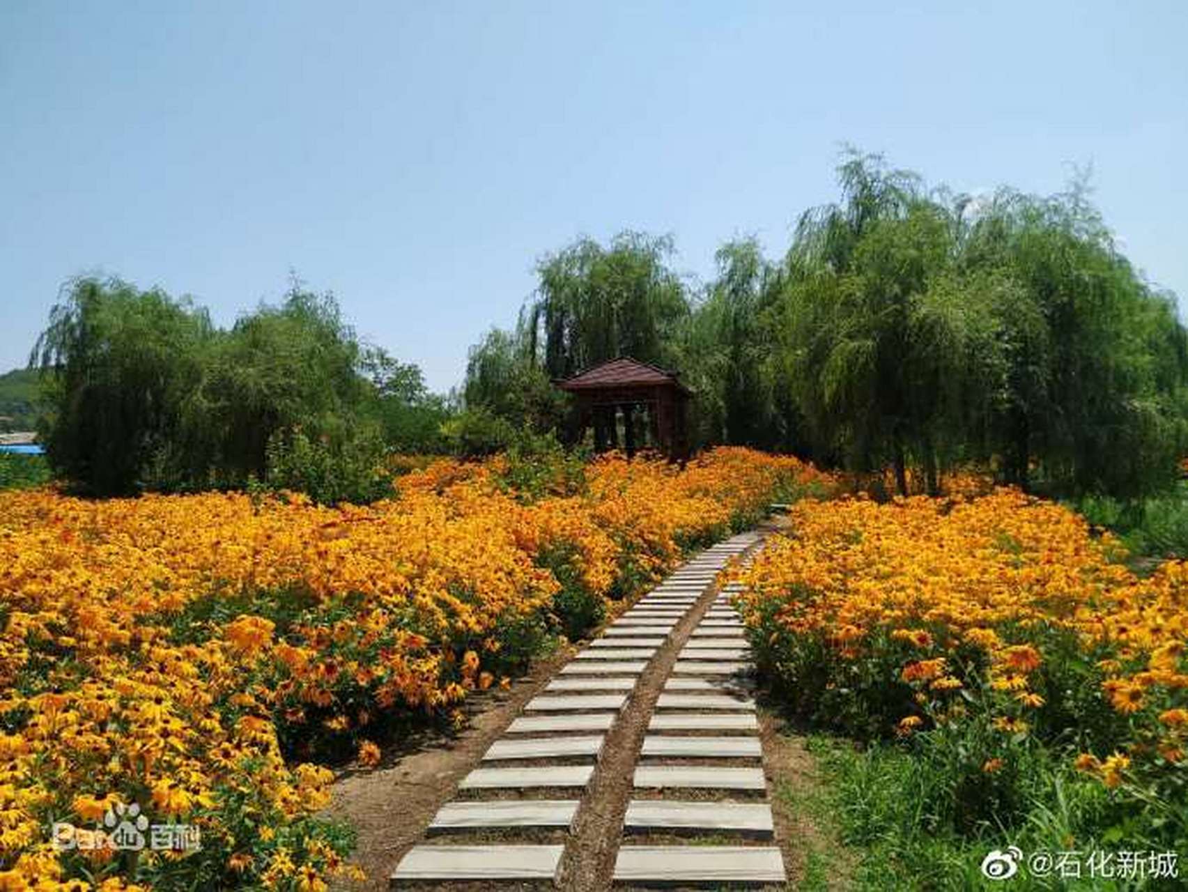 网红打卡地辽宁杠杠滴# 【抚顺紫花岭风景区】#美好辽宁欢迎您# 67