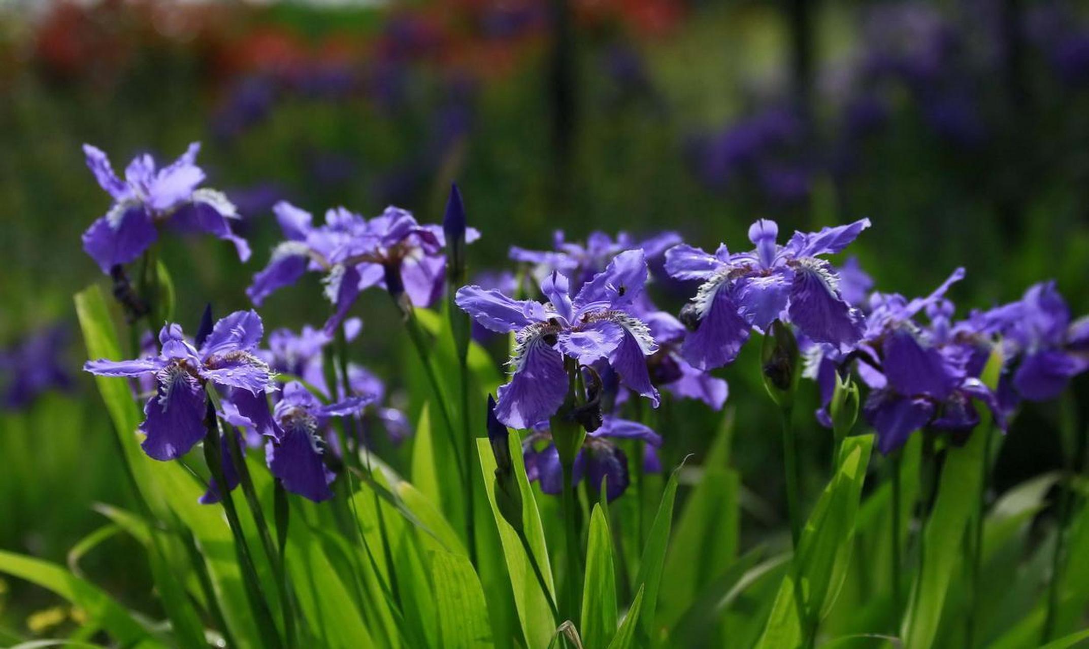 田園風植物——紫花鳶尾: 紫花鳶尾也叫扁竹花,藍蝴蝶,它屬於鳶尾科