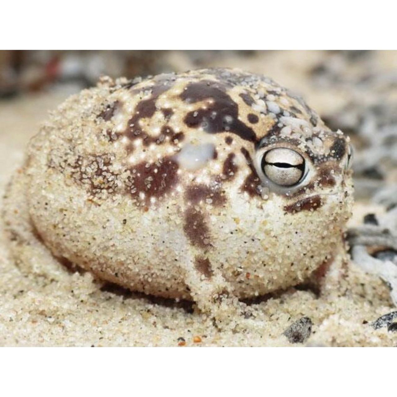 这只蛙自带不高兴表情,叫起来是"咿呀～咿呀" 这只