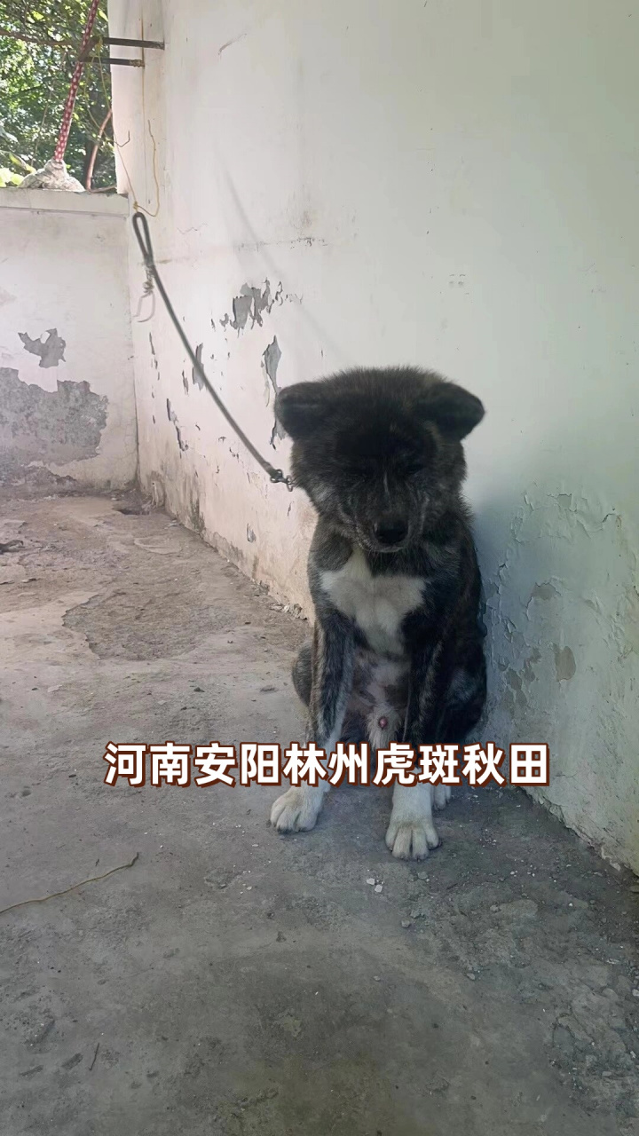 河南安阳林州虎斑秋田  大家好,我是虎斑秋田犬tiger的家人.