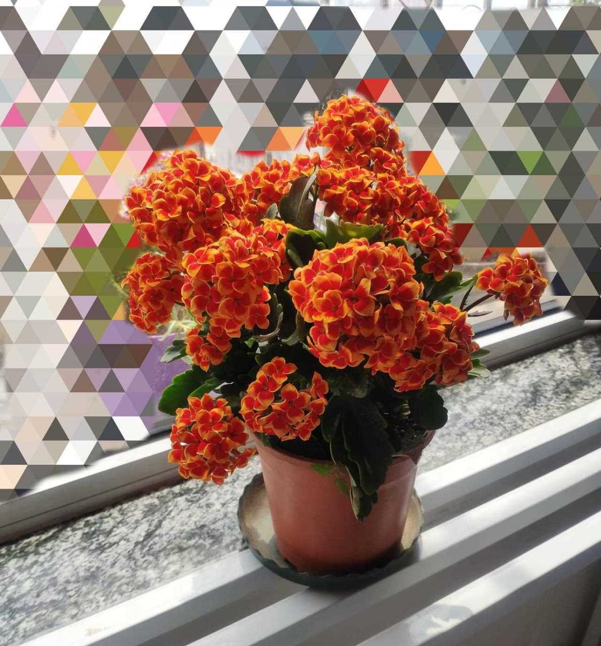 封闭阳台,北阳台也能养的观花植物——长寿花"罗比橙",植株小小的