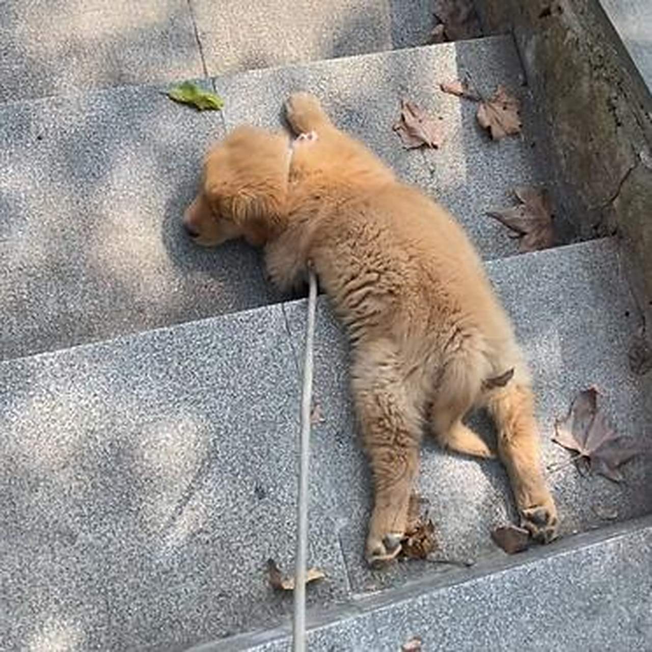 谁家小狗不想走了,就这么瘫在地上,但是好可爱哦